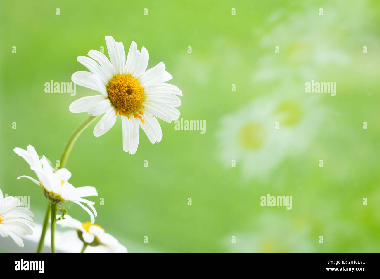 Weiße Gänseblümchen blüht auf einem grünen Feld mit Spiegelung von Blumen in Glas, mit Kopierraum Stockfoto