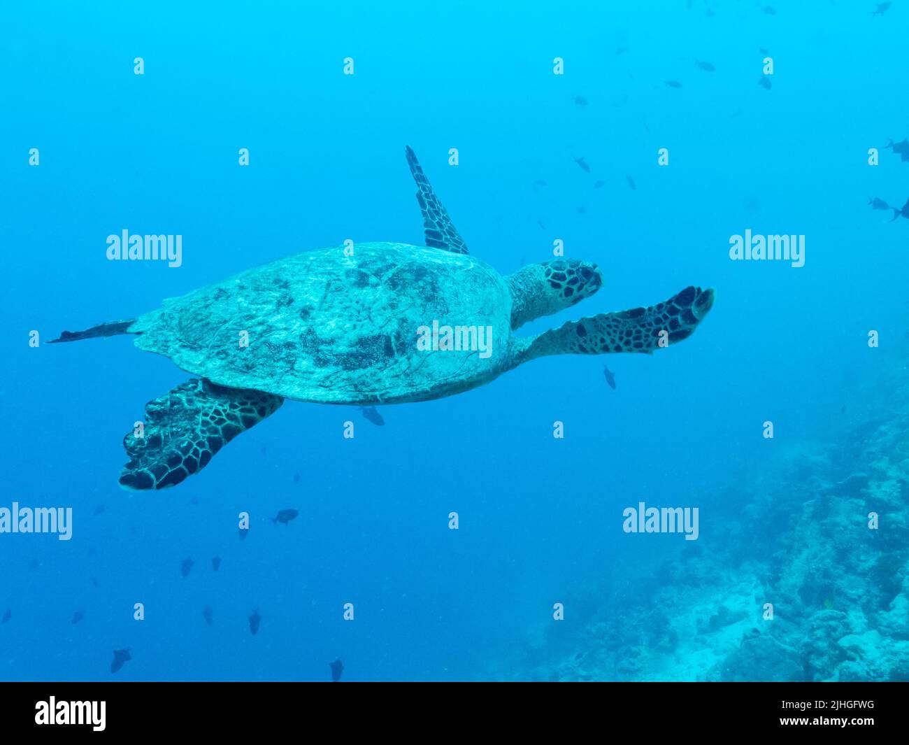 Grüne Schildkröte, die in den Tiefen des Indischen Ozeans schwimmend ist, maldivische Inseln. Stockfoto