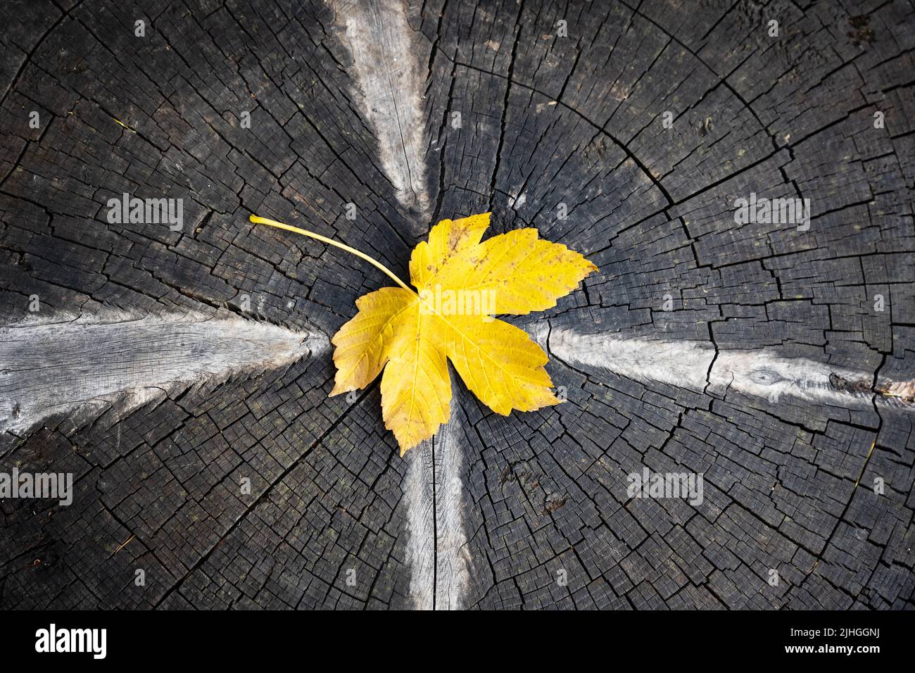 Gelbes Herbstblatt aus Ahornholz auf Holzgrund mit Kopierfläche. Herbstkonzept Stockfoto