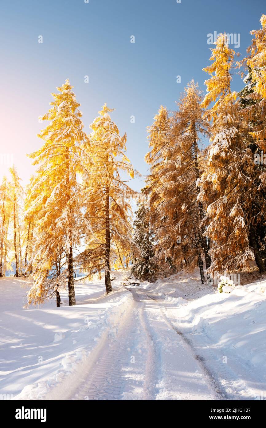 Malerische Landschaft mit orangen Lärchen bedeckt von ersten Schnee auf der Seiser Alm, Seiser Alm, Dolomiten, Italien. Schneebedeckte Berge Gipfel im Hintergrund Stockfoto