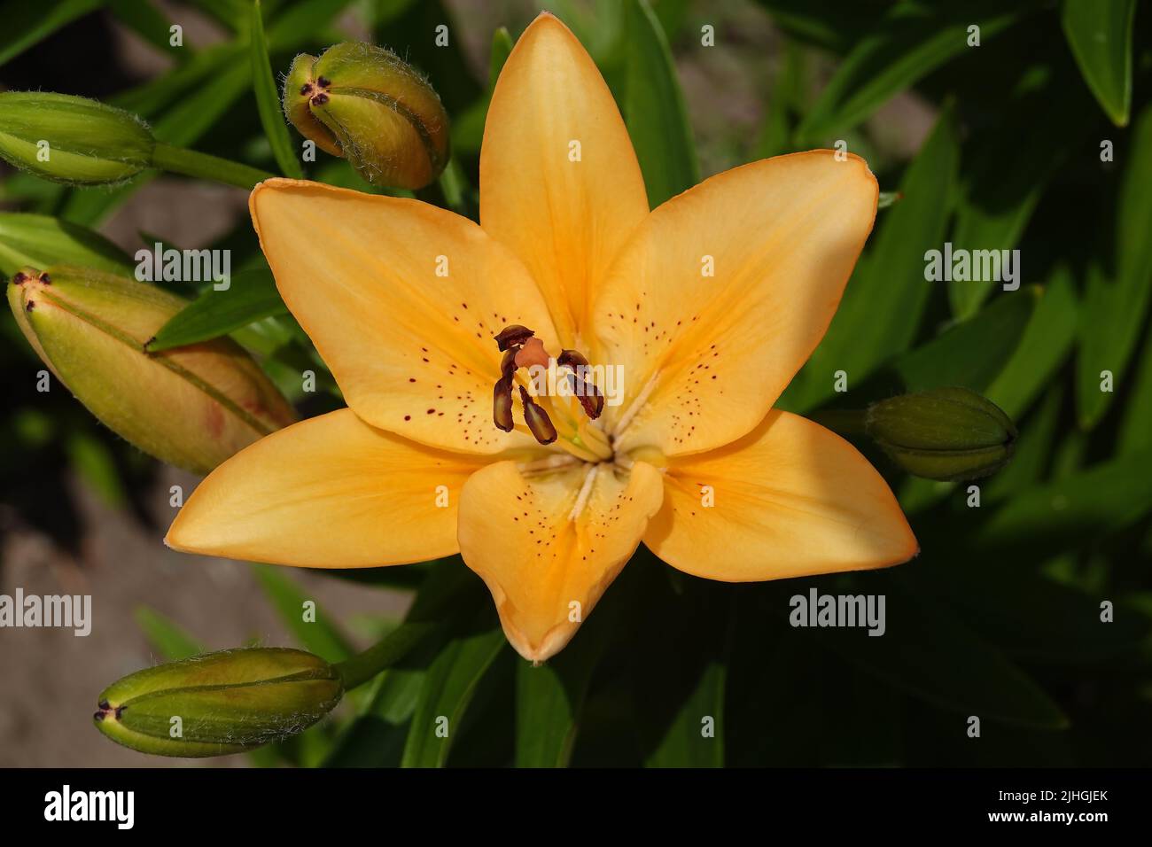 Lilie bulbous ist eine mehrjährige krautige Pflanze der Familie der Liliengewächse. Stockfoto
