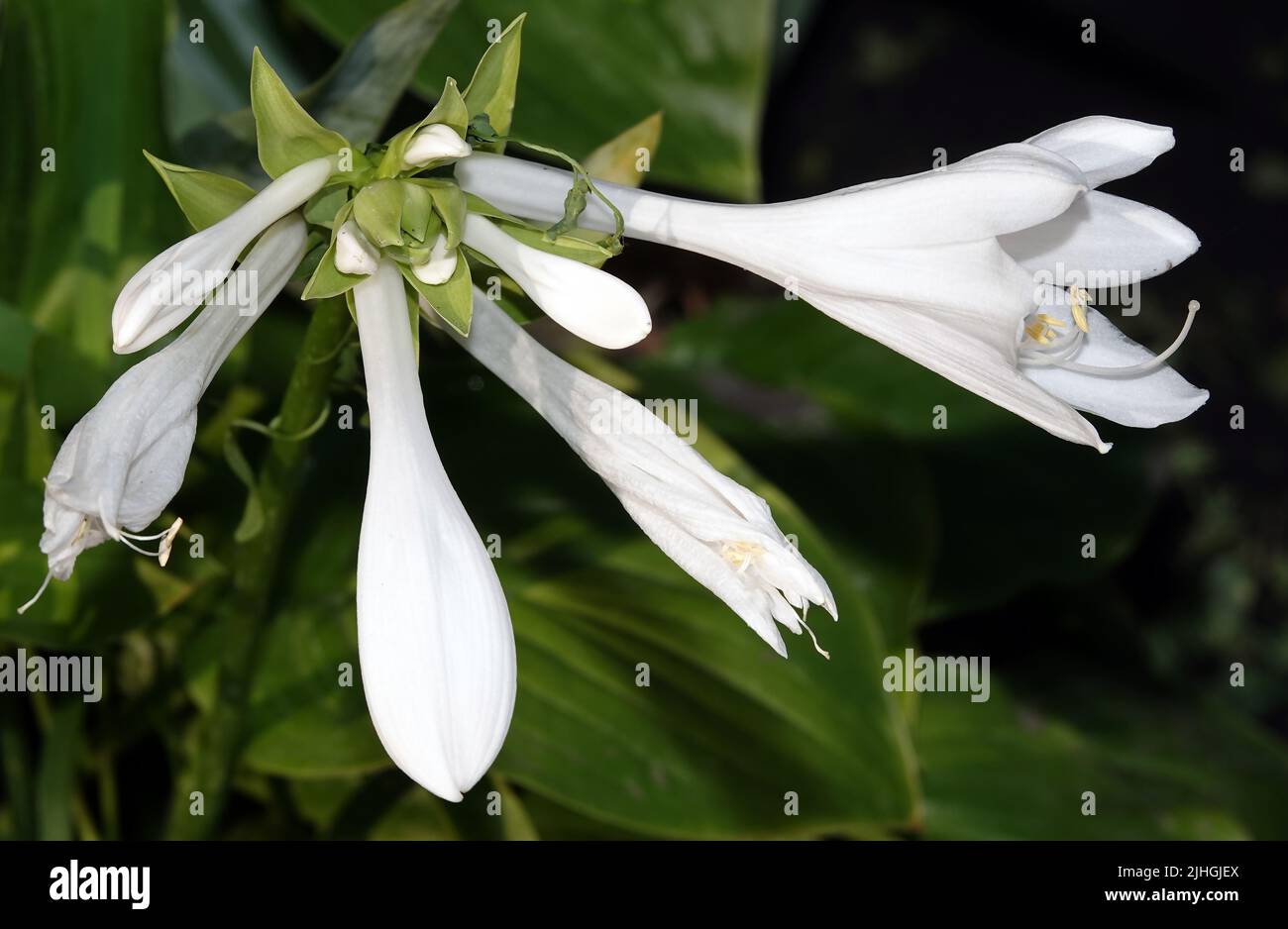 Blumen duftende Lilie ist eine mehrjährige krautige Pflanze, die Familie der Liliengewächse. Stockfoto
