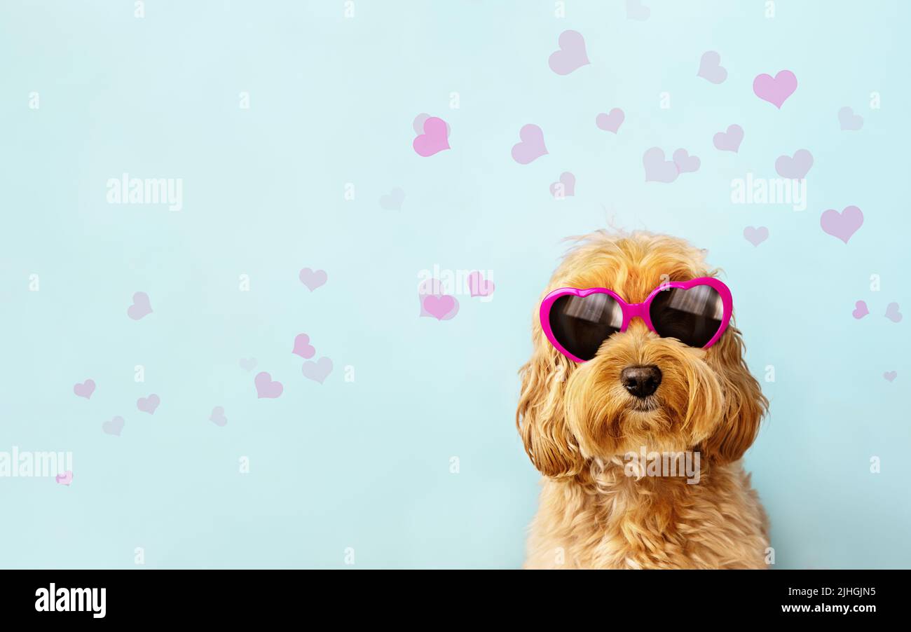 Netter Hund, der den Valentinstag feiert, trägt eine Sonnenbrille in rosa herzförmiger Form am Valentinstag Stockfoto