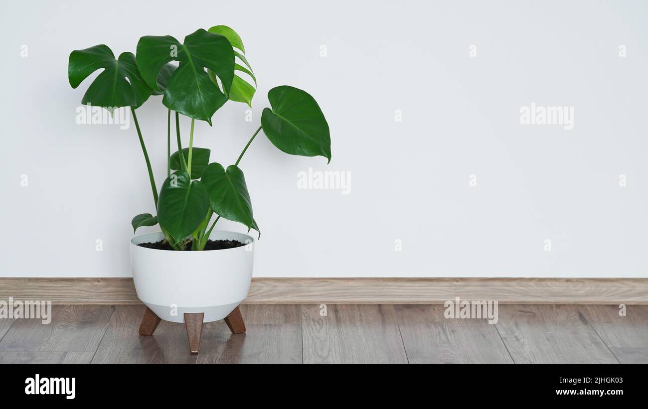 Monstera deliciosa auf dem Boden gegen weie Wand in neu leer Haus  Stockfotografie - Alamy