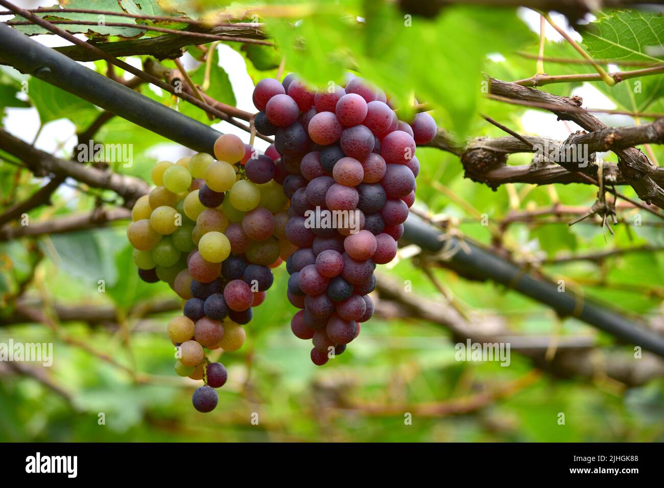 Bio-Traubenfarm in Cumbum Stockfoto