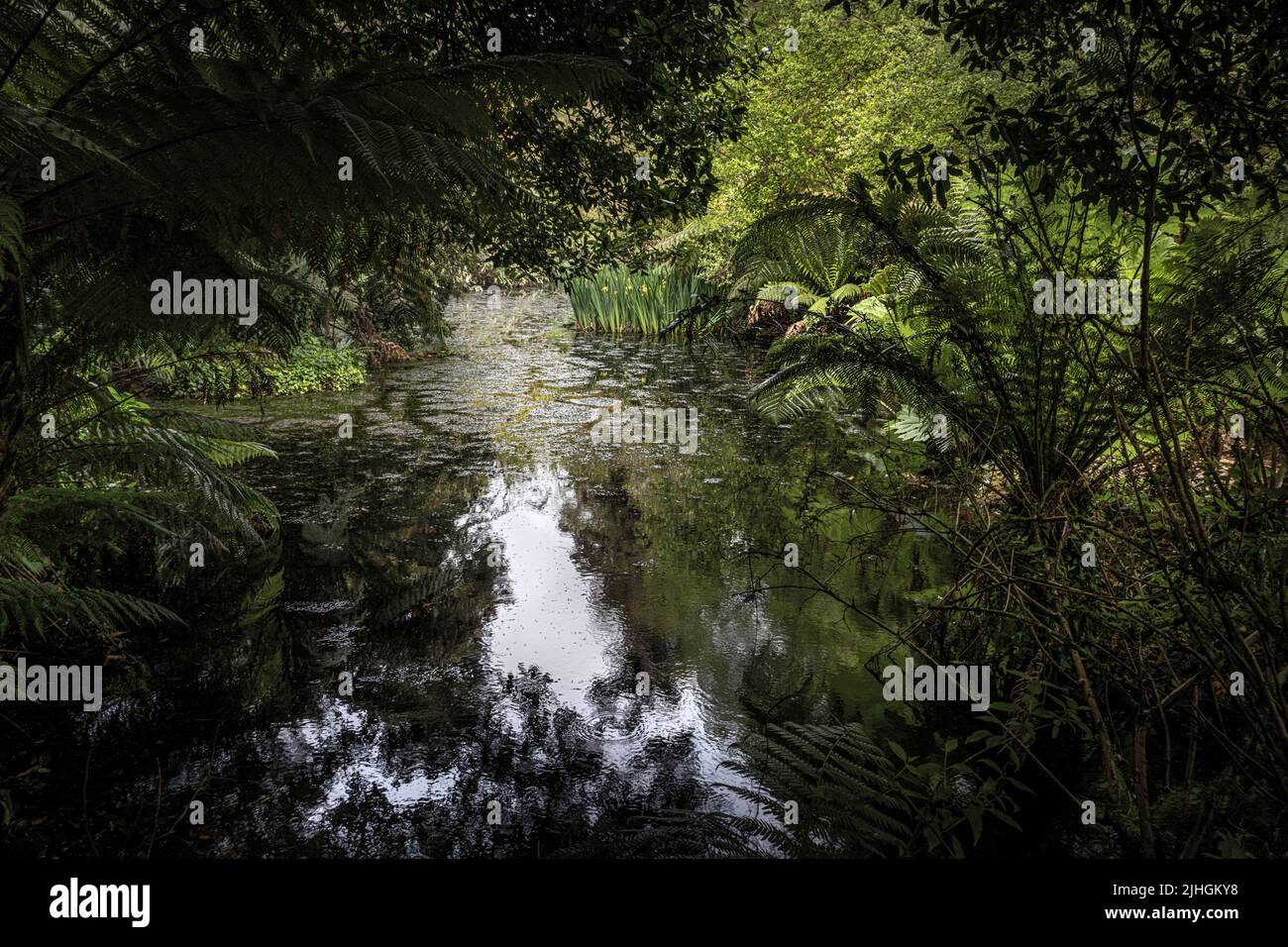 Penjerrick Gardens; Budock Water; Cornwall; Südwesten; West Country; England; Vereinigtes Königreich; Vereinigtes Königreich; Stockfoto