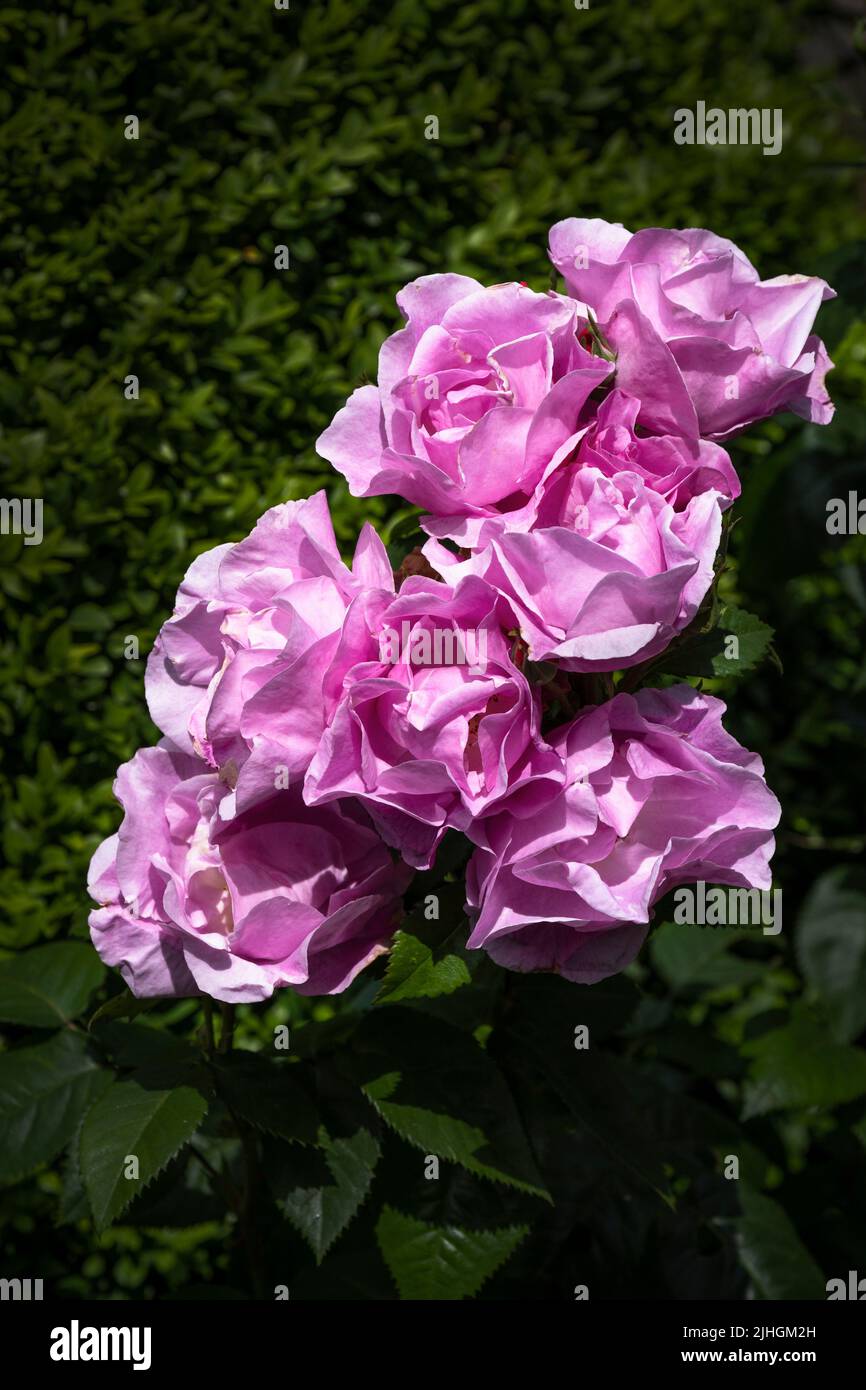 Rosa Lucky eine mehrfach blühende Floribunda-Strauchrose, die in einem Garten in Newquay in Cornwall in Großbritannien wächst. Stockfoto