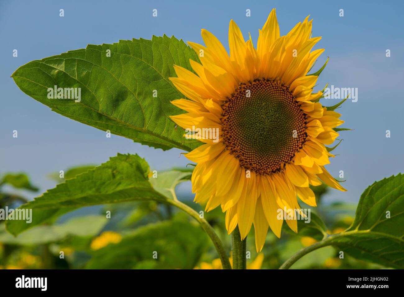 Eine riesige Sonnenblume (Helianthus giganteus) gegen einen blauen Sommerhimmel Stockfoto