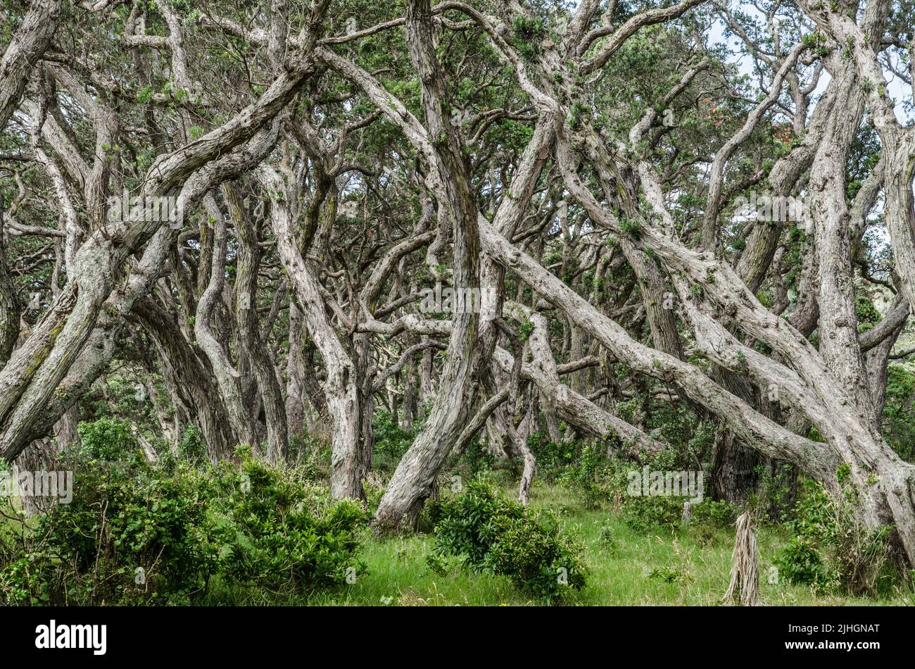 Pohutukawa-Bäume (Metrosideros excelsa) im Wenderholm Regional Park, Auckland Region, Neuseeland Stockfoto