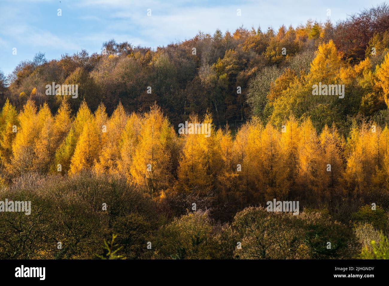 Eine Reihe von Lärchen in Herbstfarben in der Nähe von Milford, Belper, Derbyshire Stockfoto