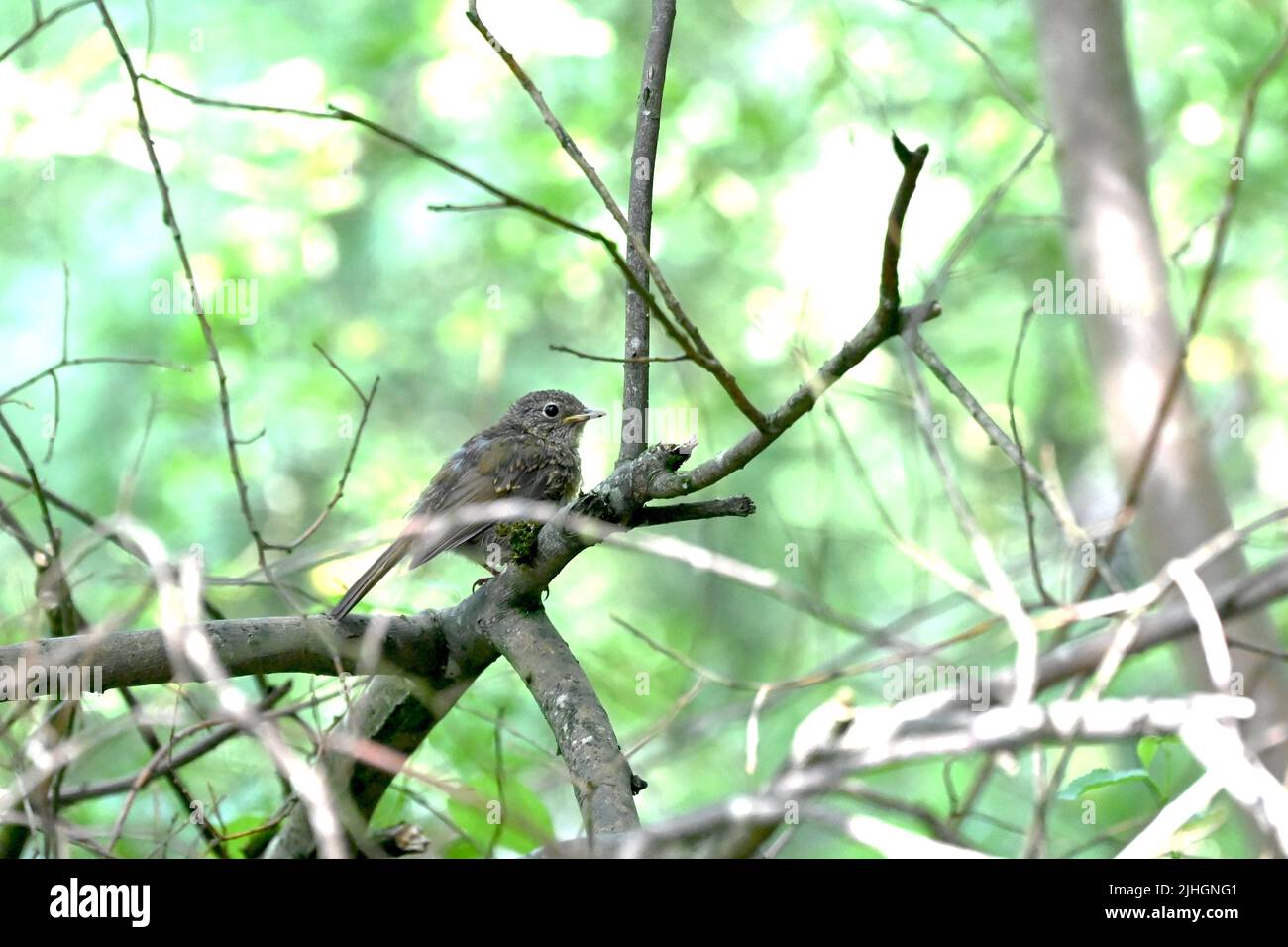 Ein junger Rotkehlchen auf einem Ast in einem Baum auf dem Sett Valley Trail, New Mills, Derbyshire. Stockfoto
