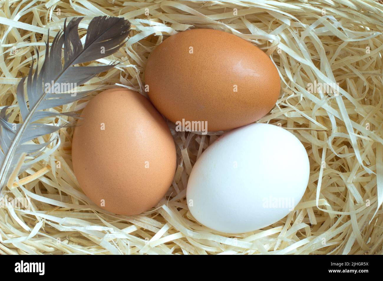 Drei Hühnereier im Stroh Stockfoto