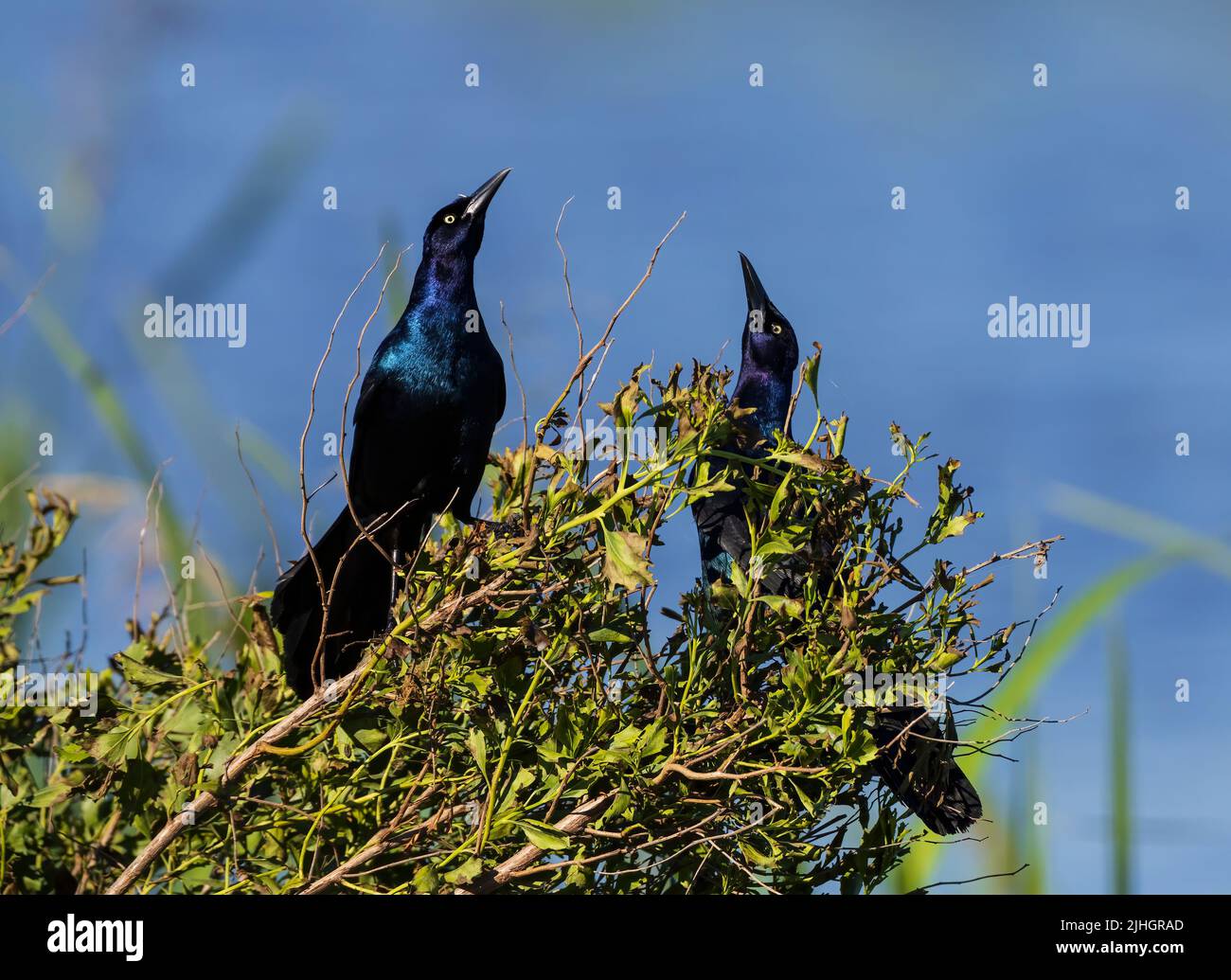 Zwei männliche Boat-tailed Grackles präsentieren Stockfoto