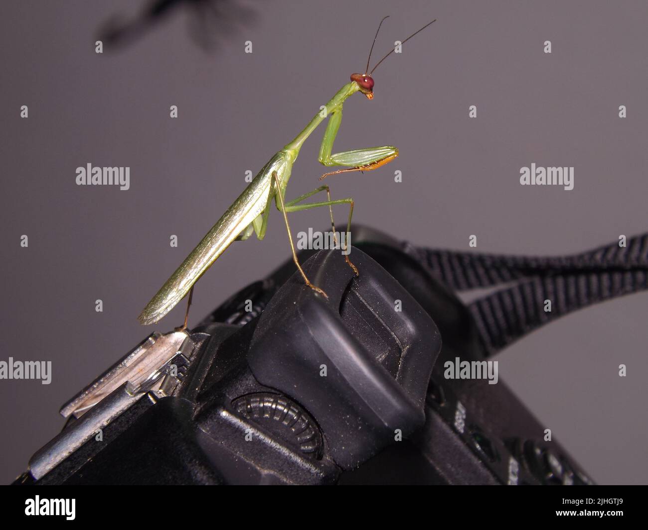 Zahlende Mantis (Callimantis-Spezies) mit roten Augen auf dem Sucher einer Kamera, isoliert auf einem natürlichen grauen Hintergrund Stockfoto