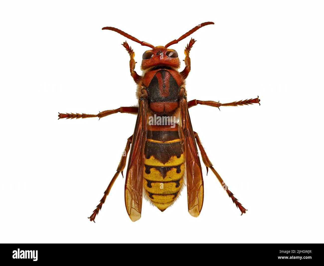 Draufsicht auf eine europäische Hornisse, Vespa Crabro, isoliert auf weißem Hintergrund Stockfoto