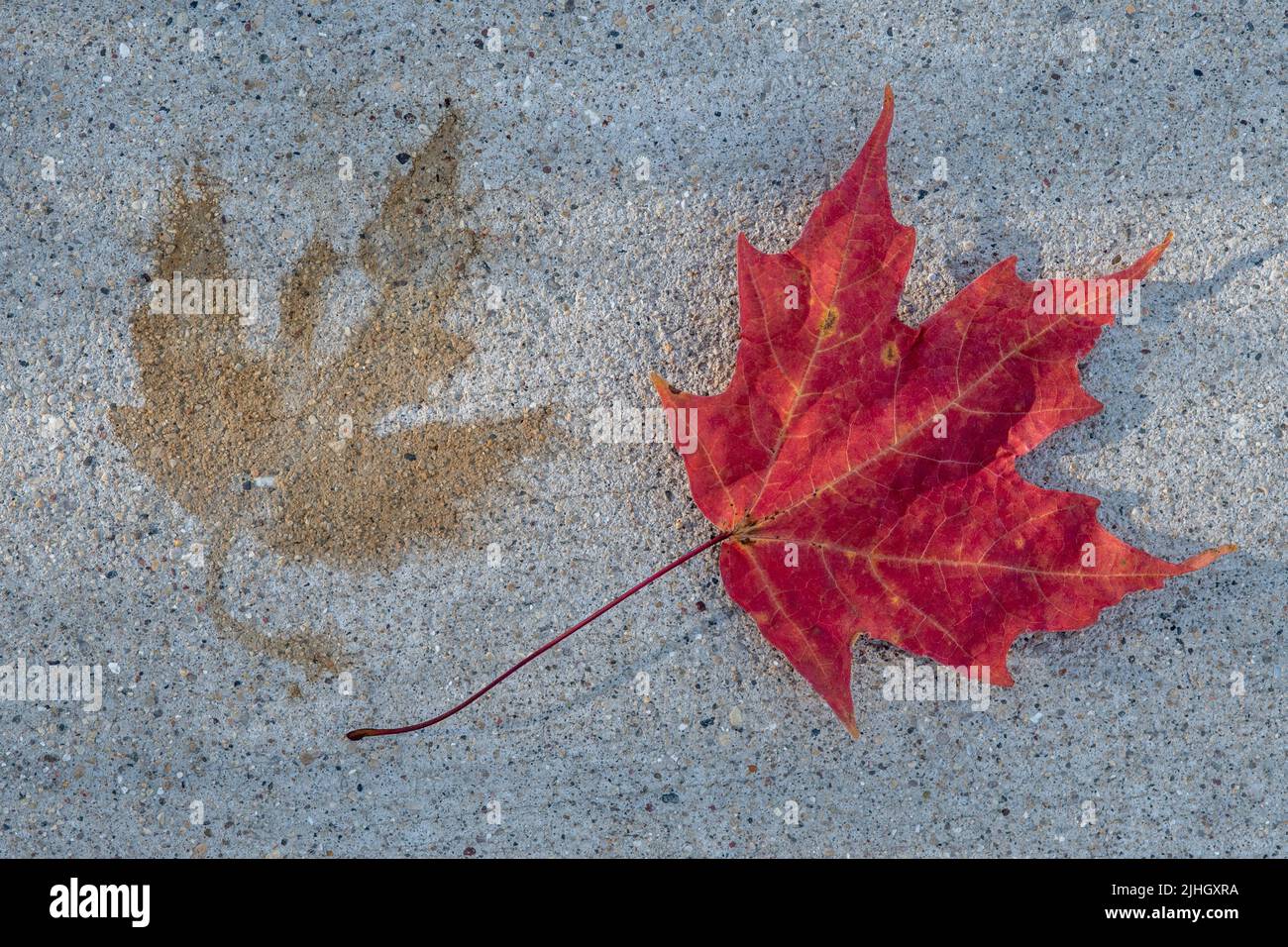 Fall Ahornblatt mit Blattaufdruck auf Beton Stockfoto