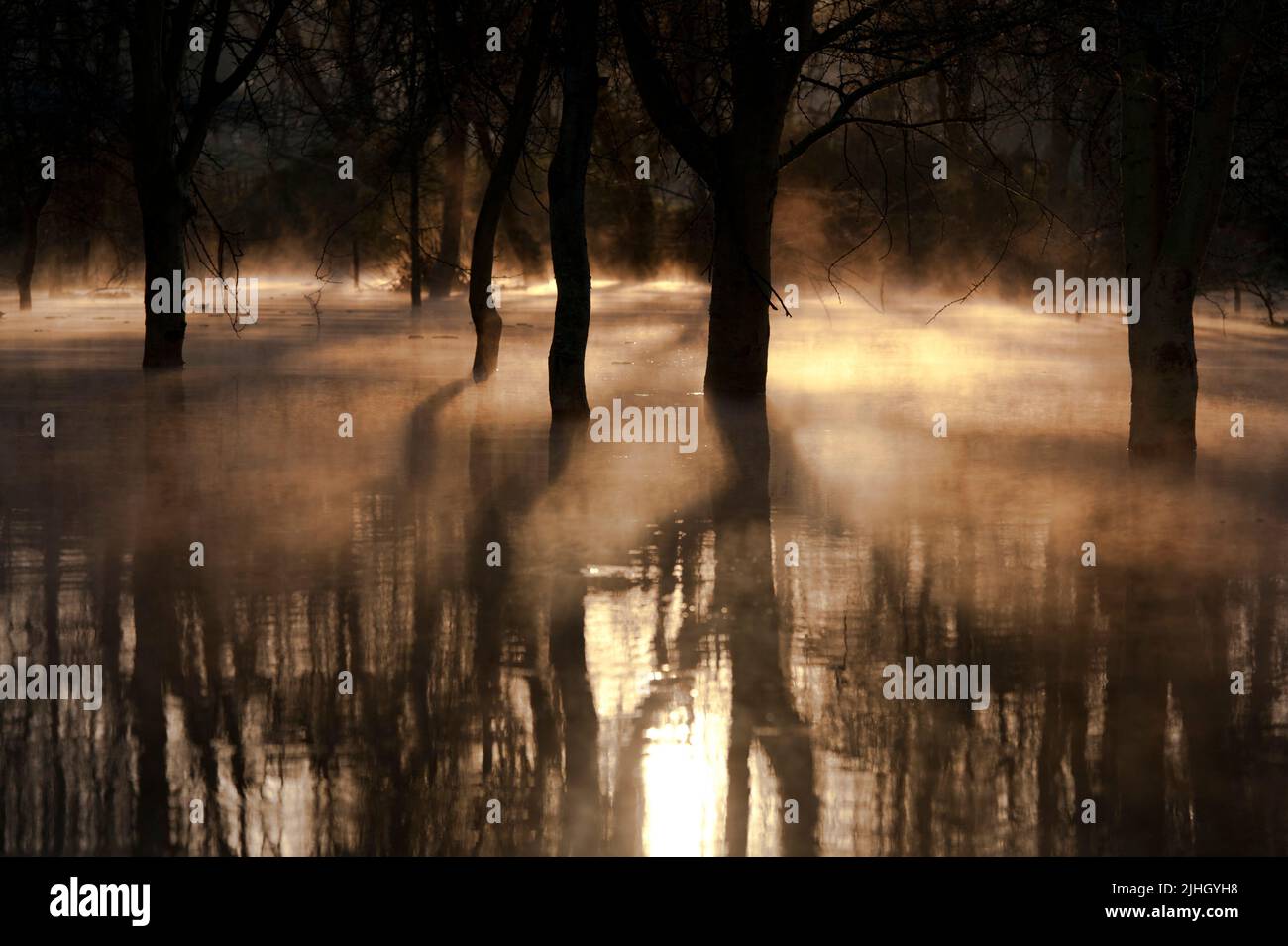 SunRize unter untergetauchten Fieberbäumen (Gelbe - bellte Akasia) am Lake Naivasha, Kenia. Juli 2013. Stockfoto