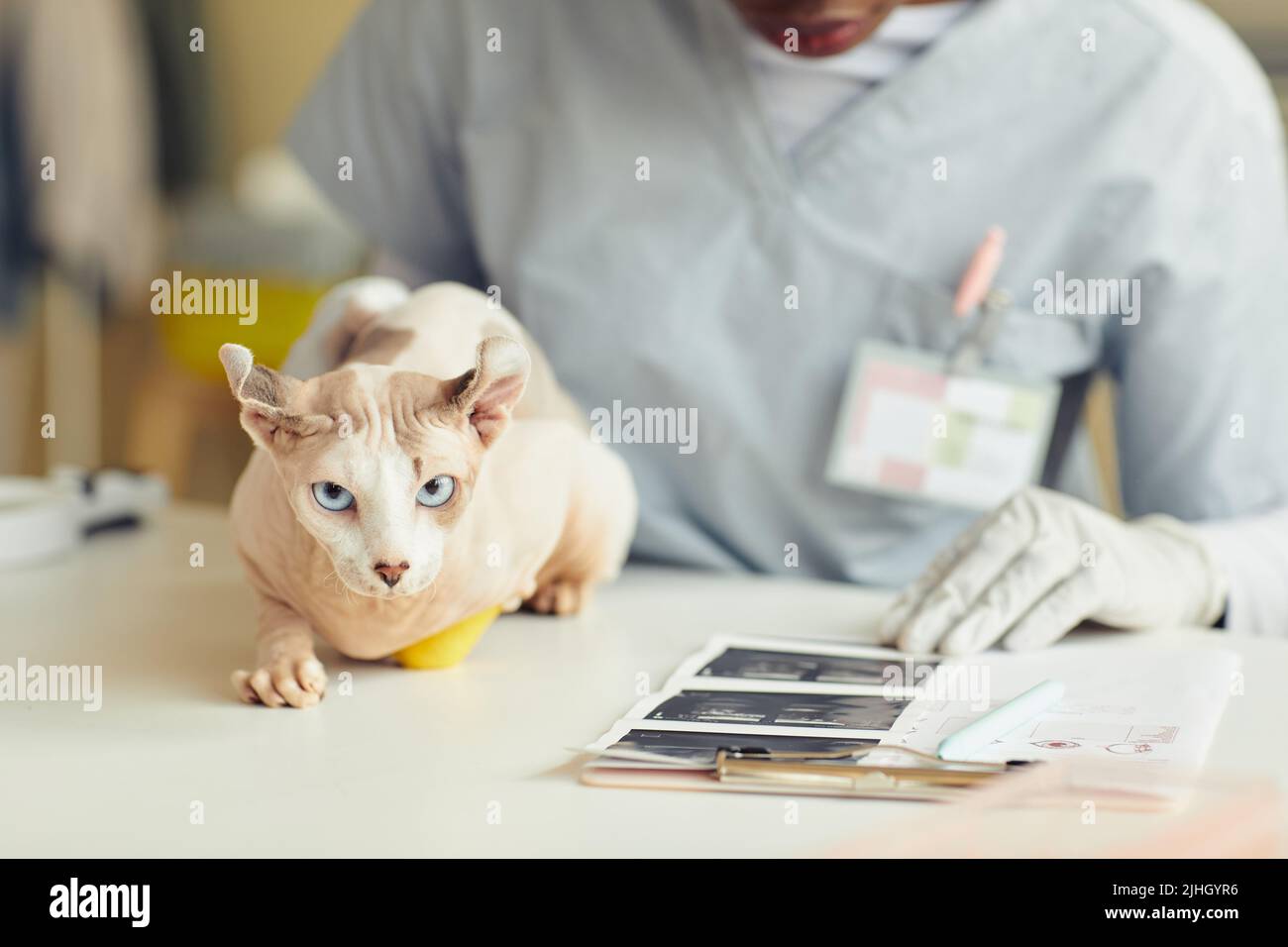 Nahaufnahme der exotischen sphynx-Katze, die auf die Kamera schaut, während sie auf dem Untersuchungstisch in der Tierarztklinik sitzt, Platz kopieren Stockfoto