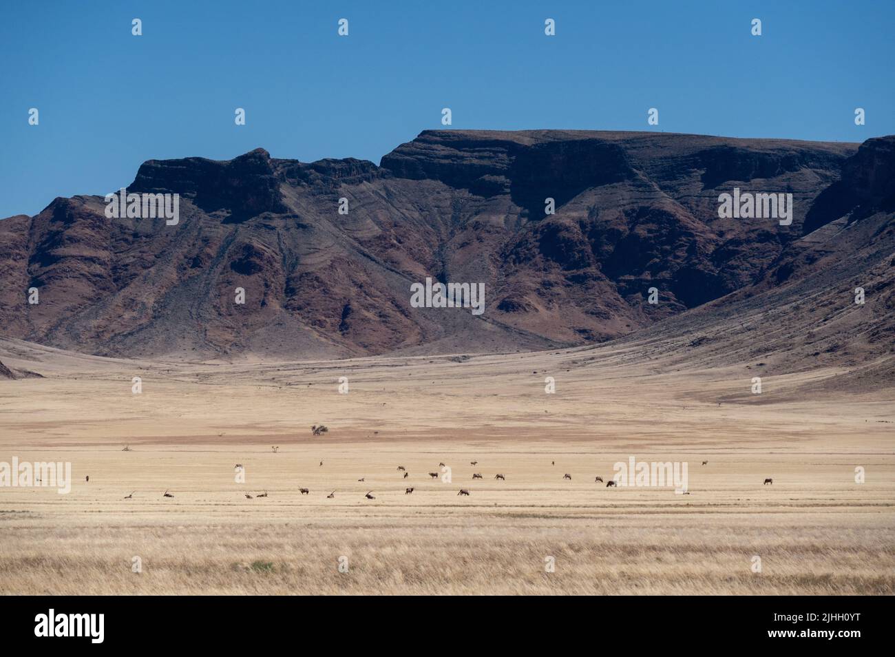 Weitwinkelansicht des Wüstenoryx mit Berghintergrund Stockfoto