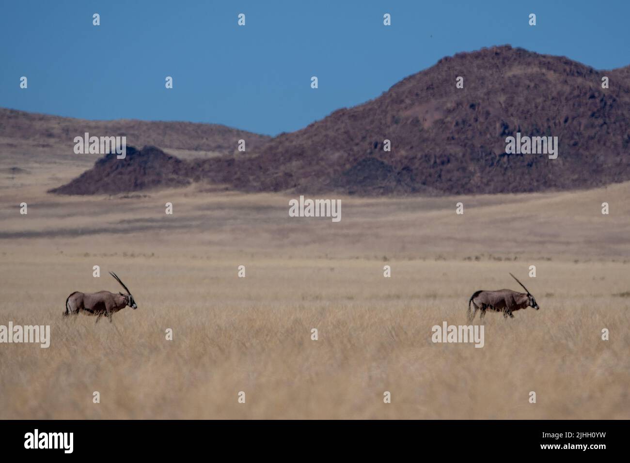 Weitwinkelansicht des Wüstenoryx mit Berghintergrund Stockfoto