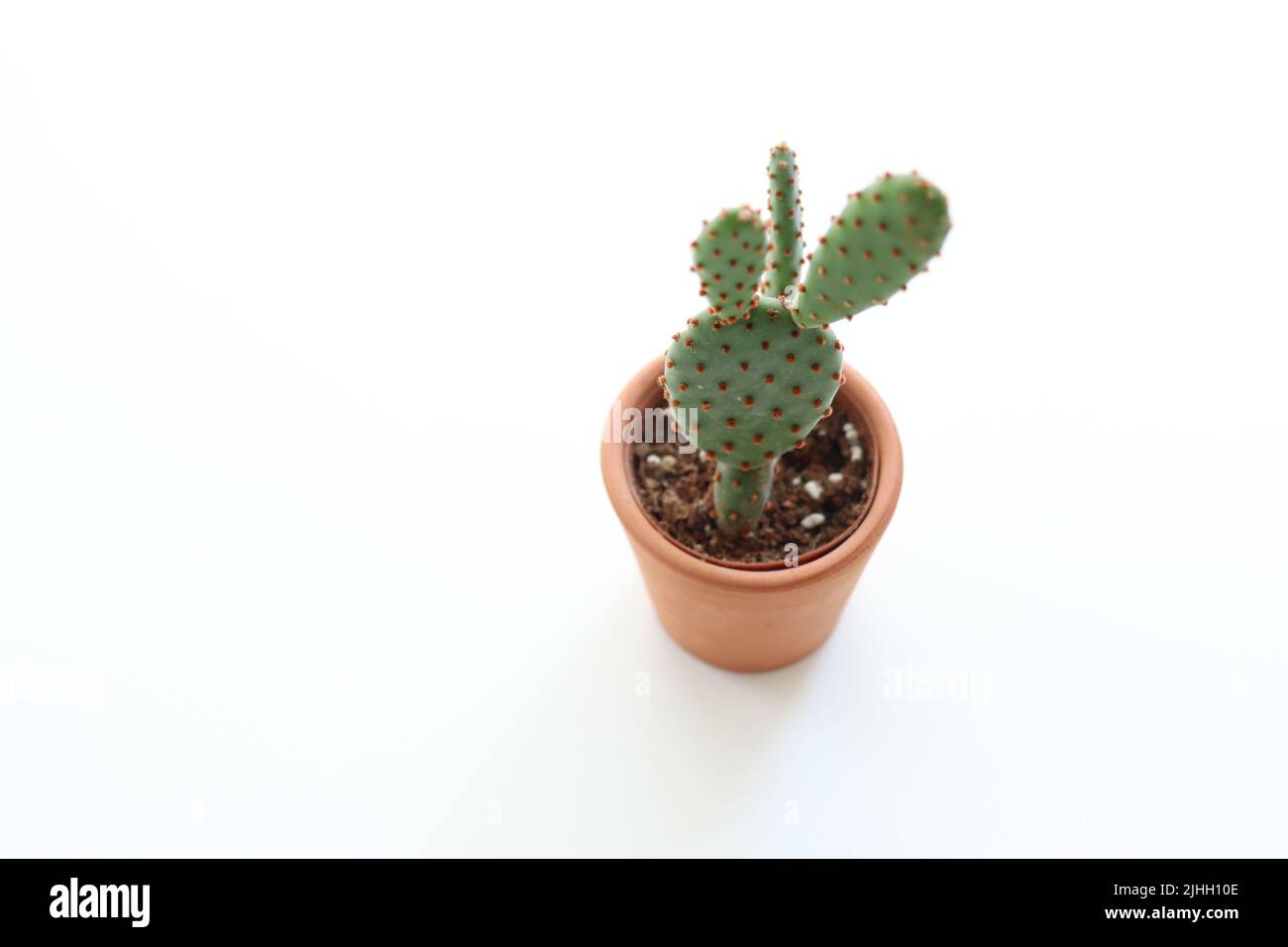 Mini-Kaktus, Mini-Kaktus in Tontopf isoliert auf weißem Hintergrund. Selektiver Fakus. Home Dekoration Idee Konzept. Speicherplatz kopieren. Foto von oben. Niemand. Stockfoto