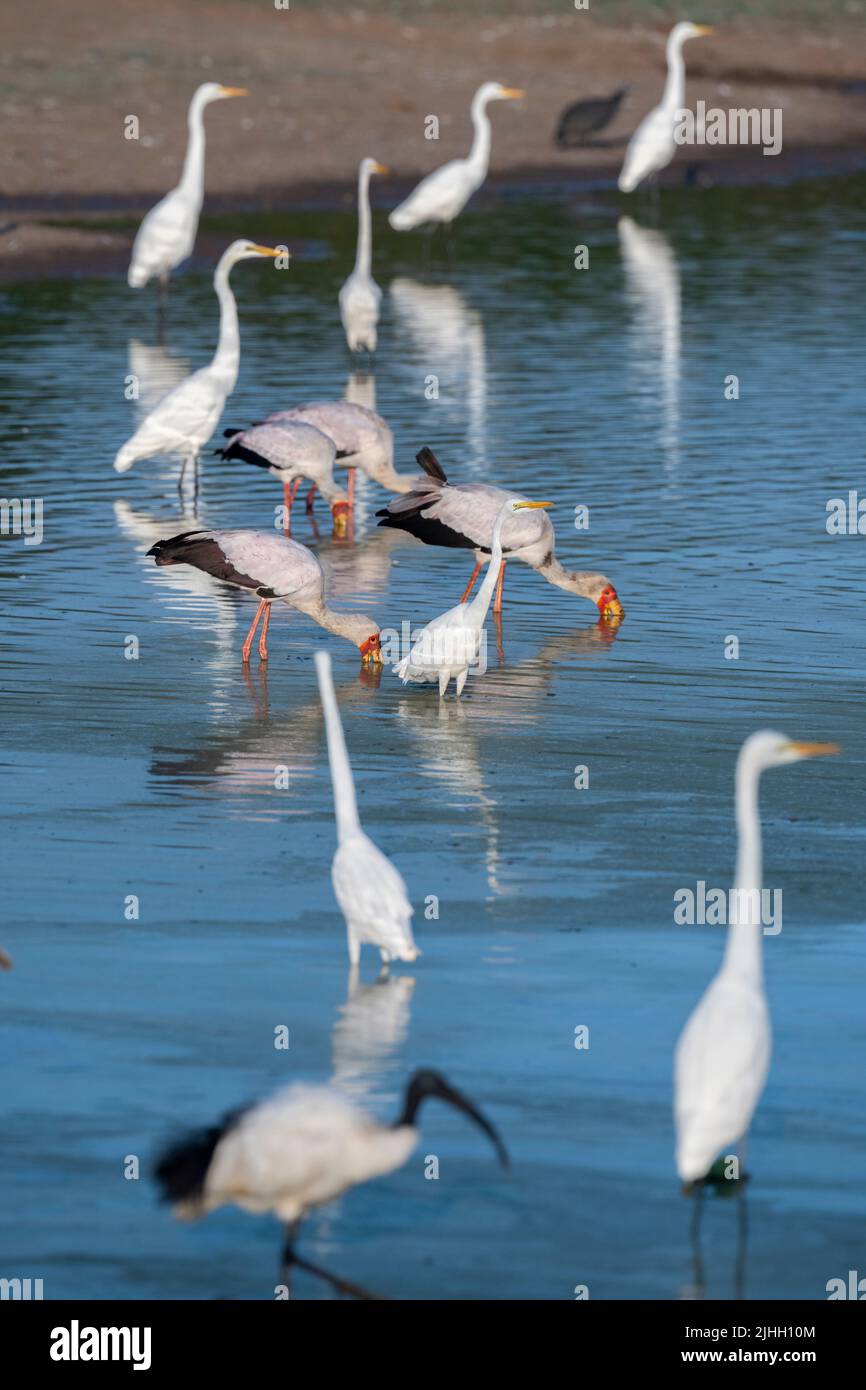 Sambia, South Luangwa National Park. Gemischte Vogelschar, einschließlich Gelbschnabelstörche, die mit Reihern fischen (Mycteria ibis). Stockfoto