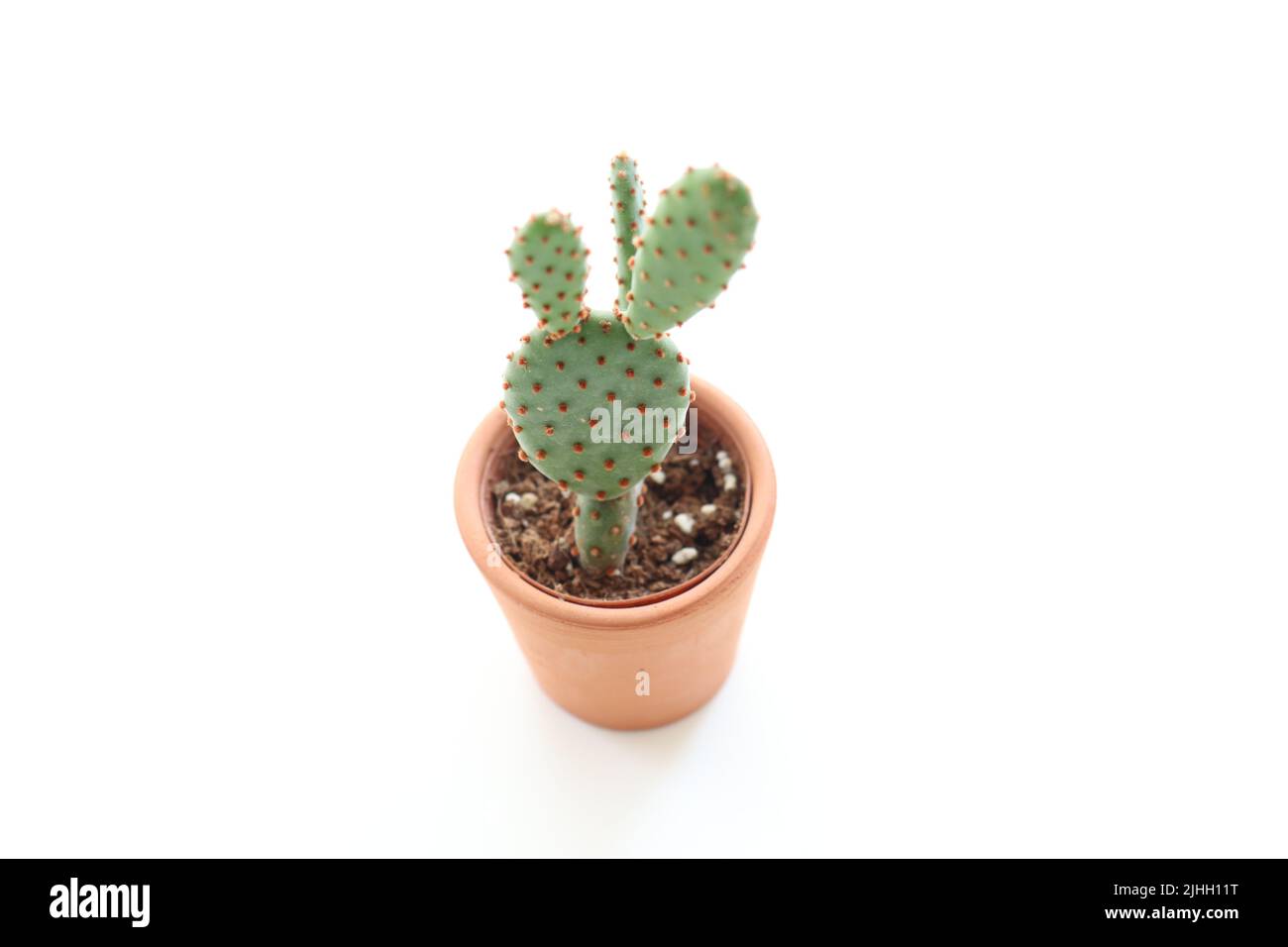 Mini-Kaktus, Mini-Kaktus in Tontopf isoliert auf weißem Hintergrund. Schreiben Raum Idee Konzept Foto. Keine Menschen, niemand. Speicherplatz kopieren. Selektiver Fokus. Stockfoto