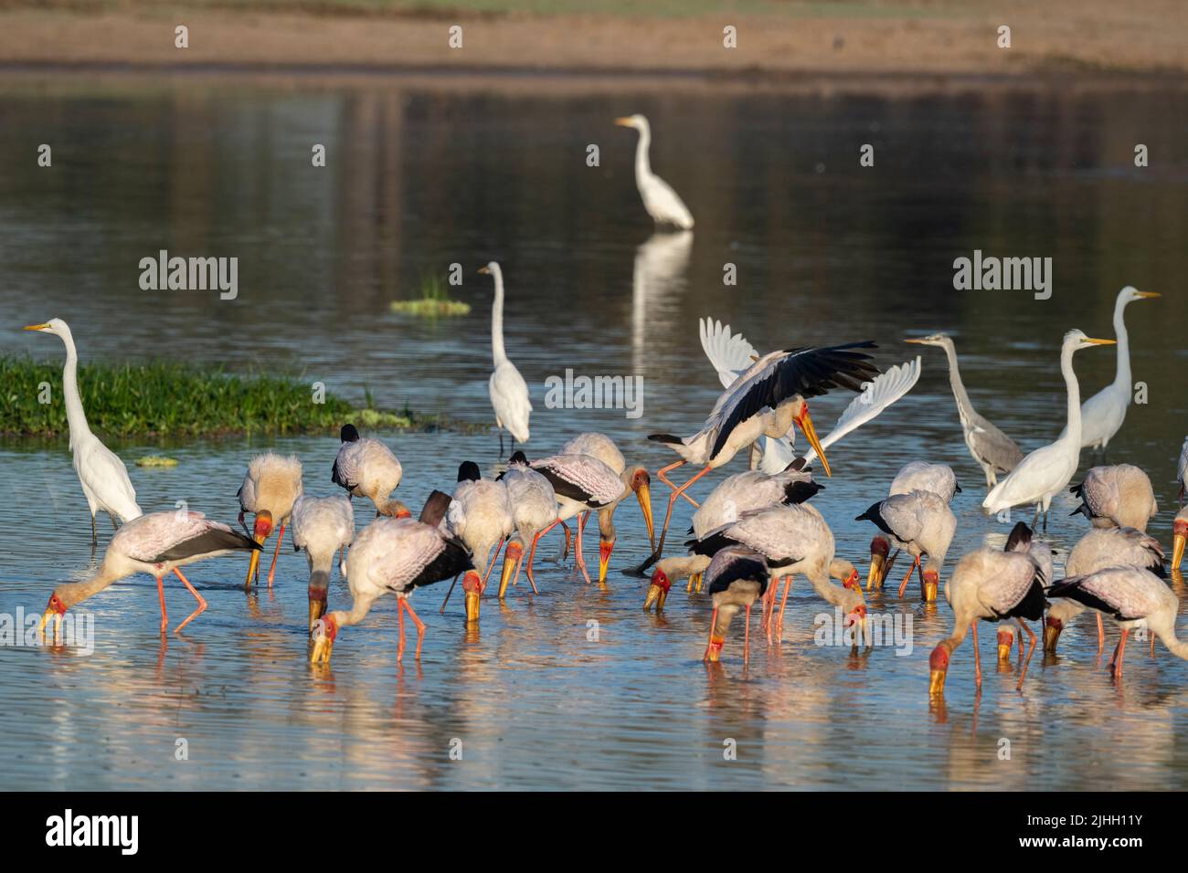 Sambia, South Luangwa National Park. Gemischte Vogelschar, einschließlich Gelbschnabelstörche beim Fischen (Mycteria ibis) mit Reihern und Reihern. Stockfoto