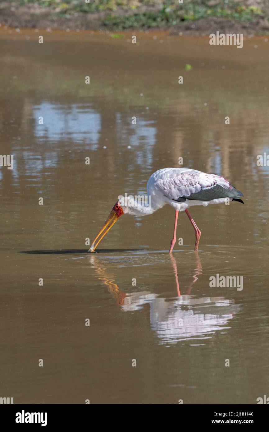 Sambia, South Luangwa National Park. Gelbschnabelstorchfischen (Mycteria ibis) Stockfoto