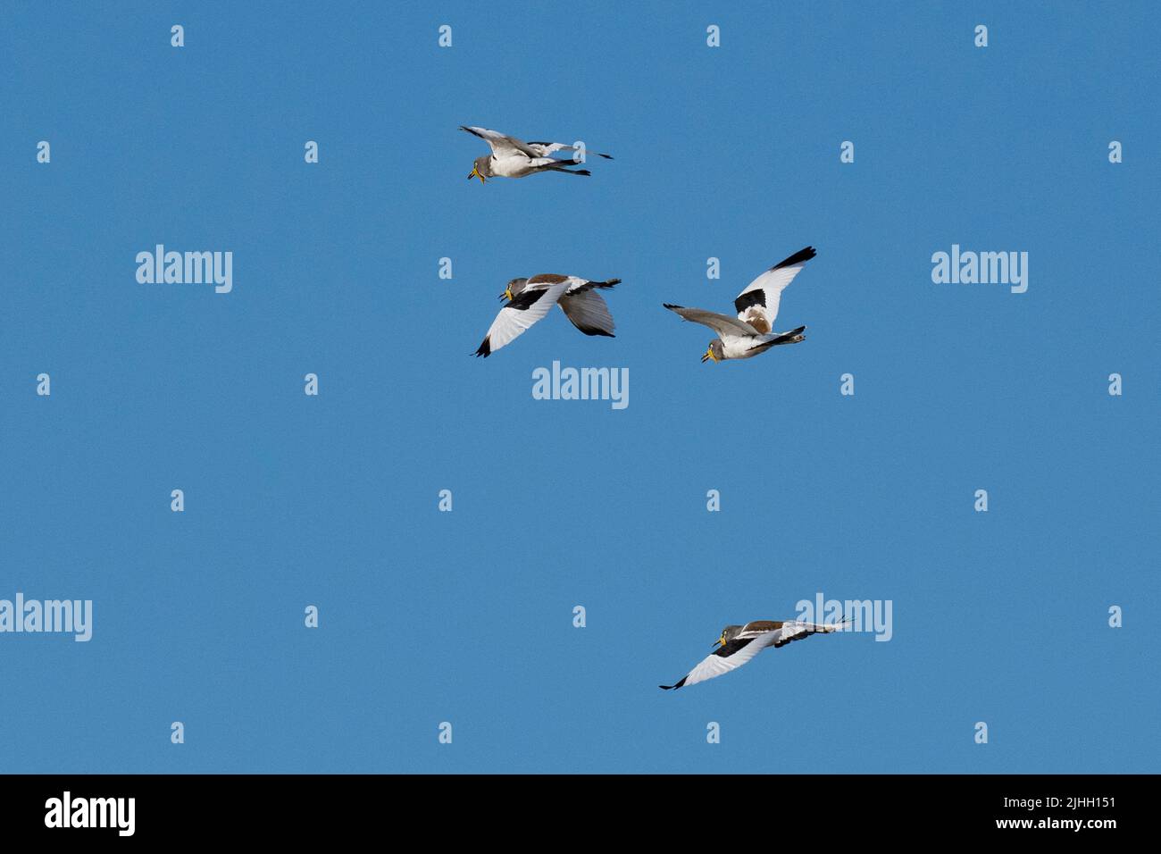 Sambia, South Luangwa National Park. Weißkroniger Kiebitz, auch bekannt als Weißkopfpflüger (Vanellus albiceps) im Flug. Stockfoto