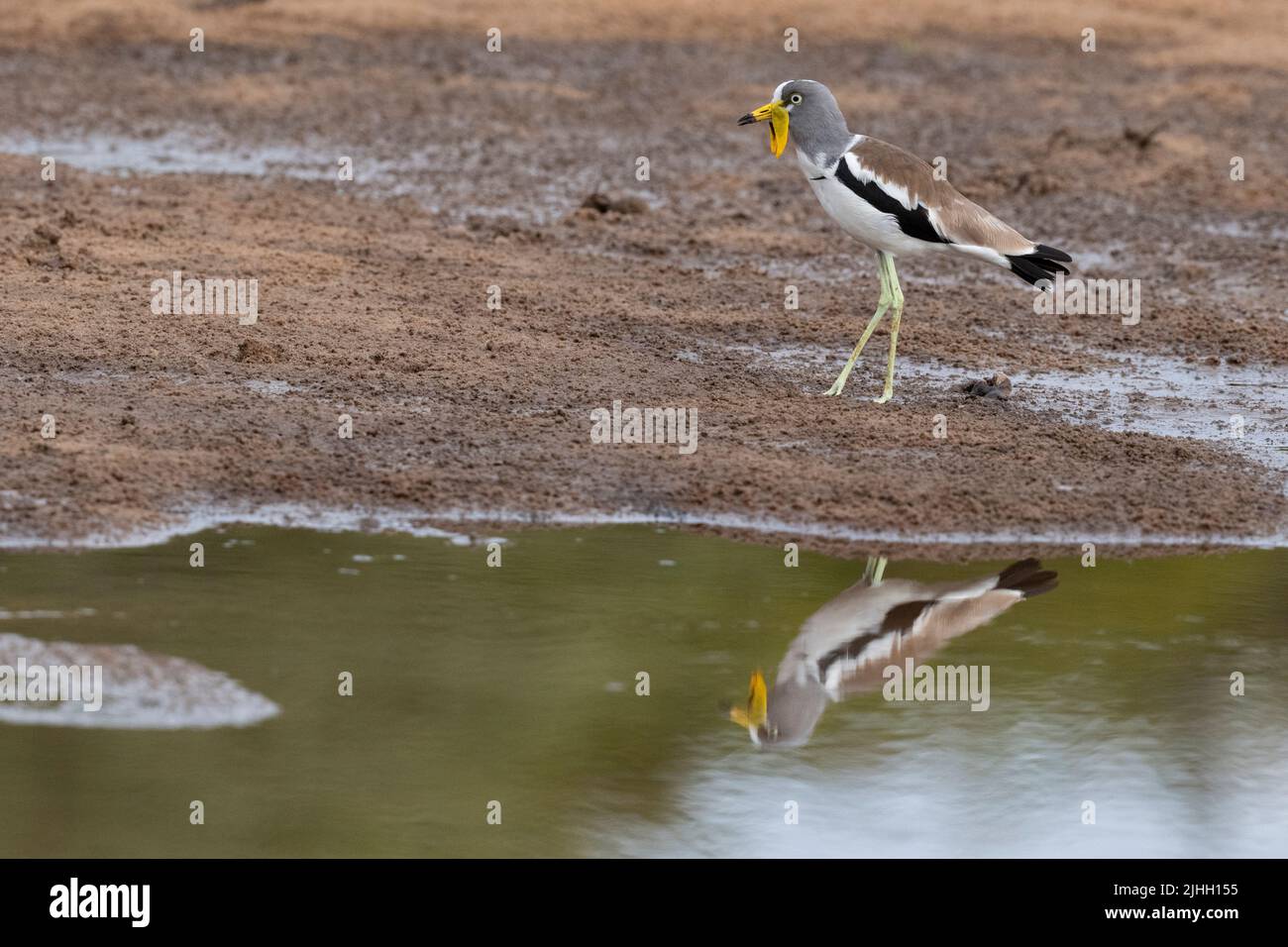 Sambia, South Luangwa National Park. Weißkiebitz, auch bekannt als Weißkopfpflügel (Vanellus albiceps) Stockfoto