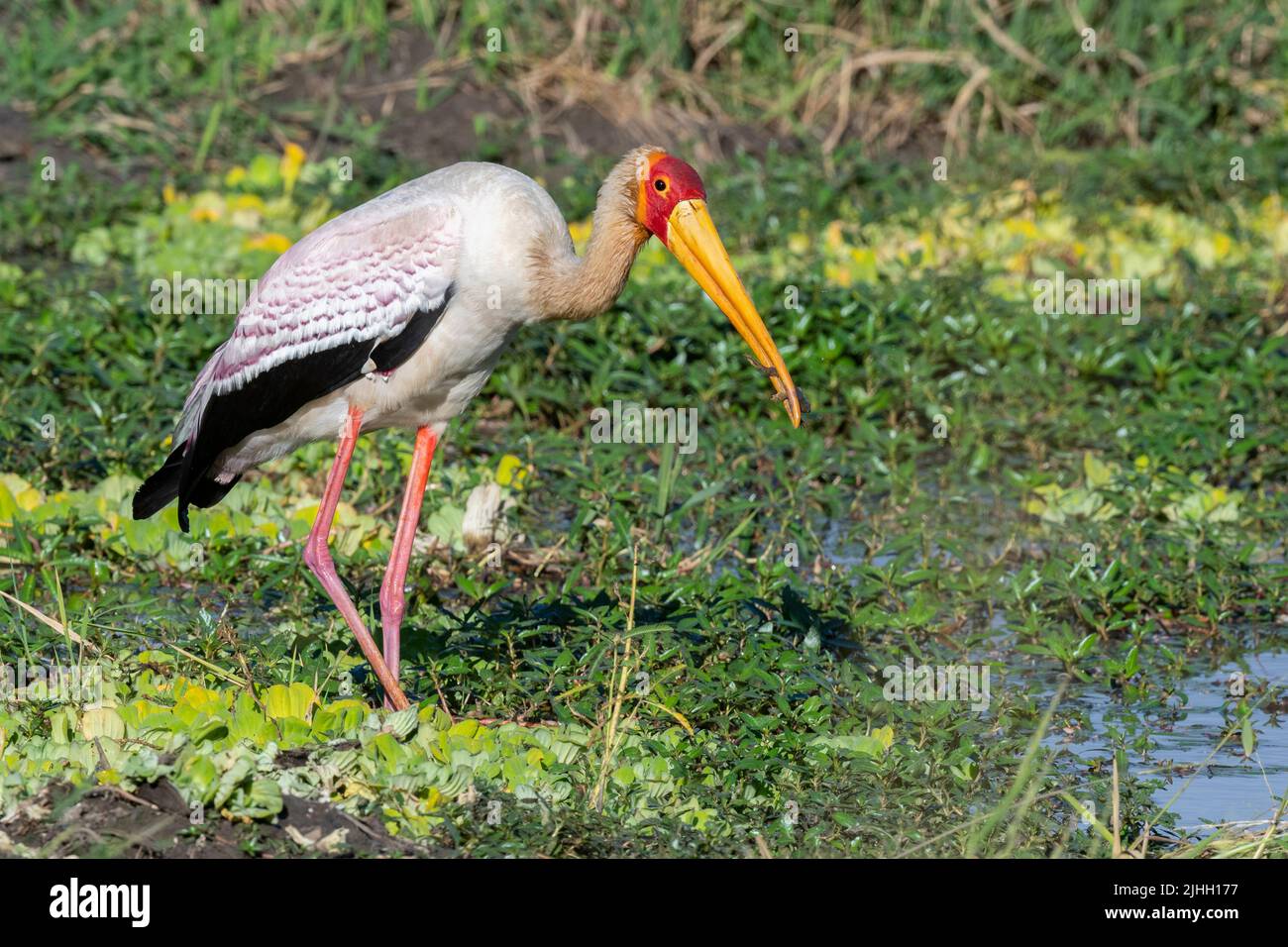 Sambia, South Luangwa National Park. Gelber Storch, der Frosch in Feuchtgebieten frisst. (Mycteria ibis) Stockfoto
