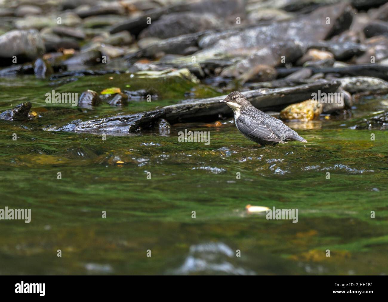 Dipper füttert am Ufer des Flusses Teifi, Wales Stockfoto