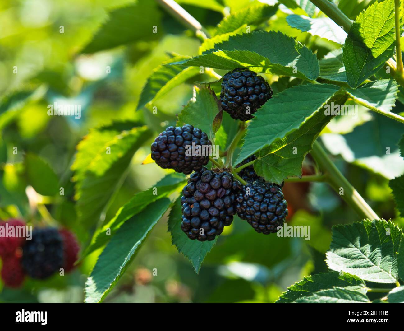 Meist reife Brombeeren aus biologischem Anbau. Einige sind noch rot und noch nicht ganz bereit. Stockfoto