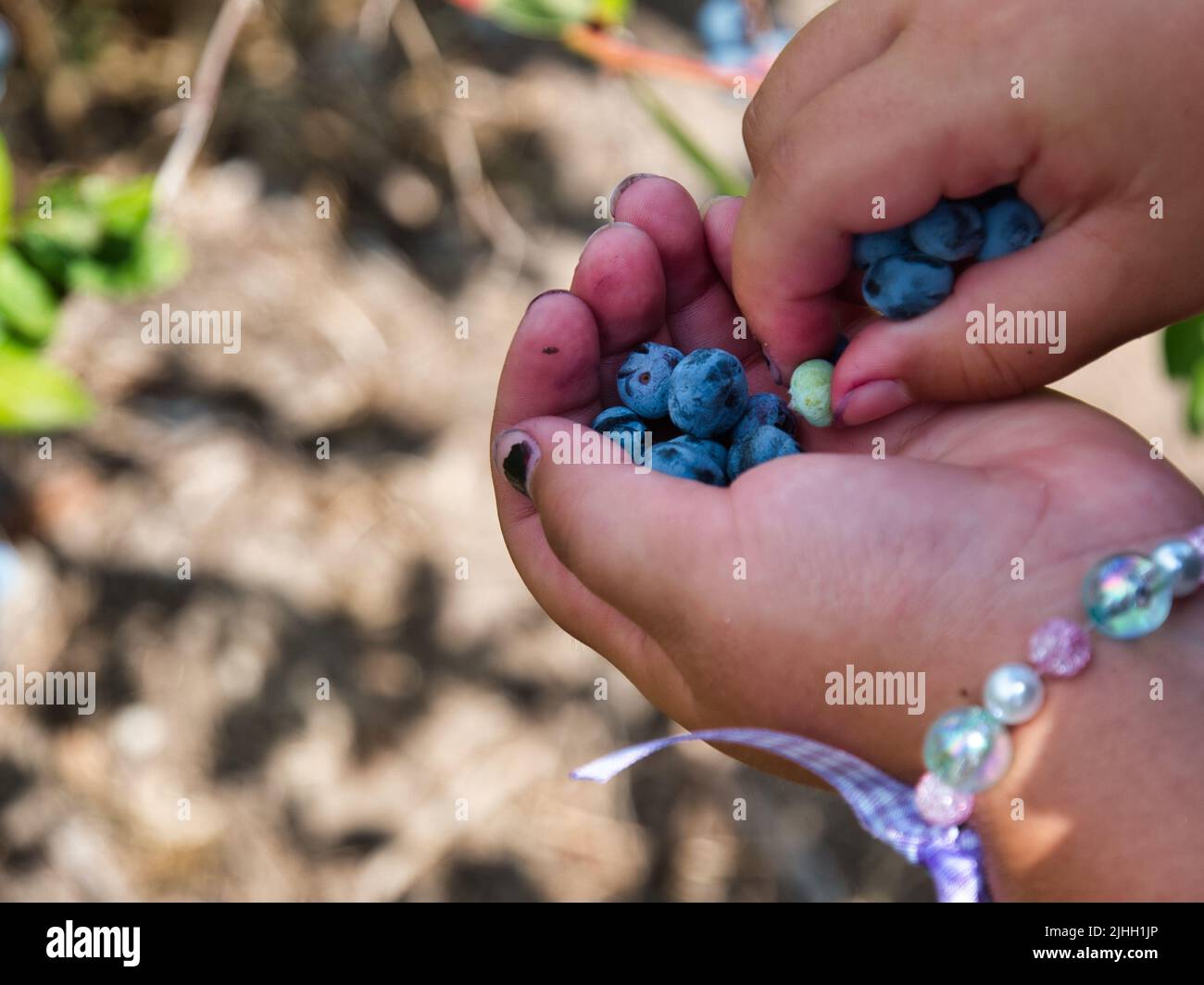 Junges Mädchen hält viele frisch gepflückte Heidelbeeren in Edgerton Kansas Stockfoto