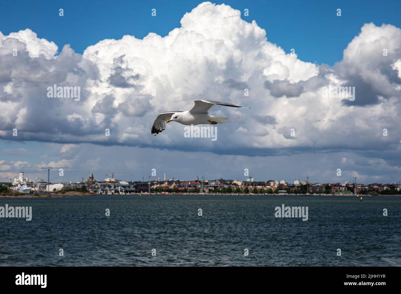 Gemeine Möwe oder Larus Canus fliegen oder gleiten mit der Skyline von Helsinki im Hintergrund Stockfoto