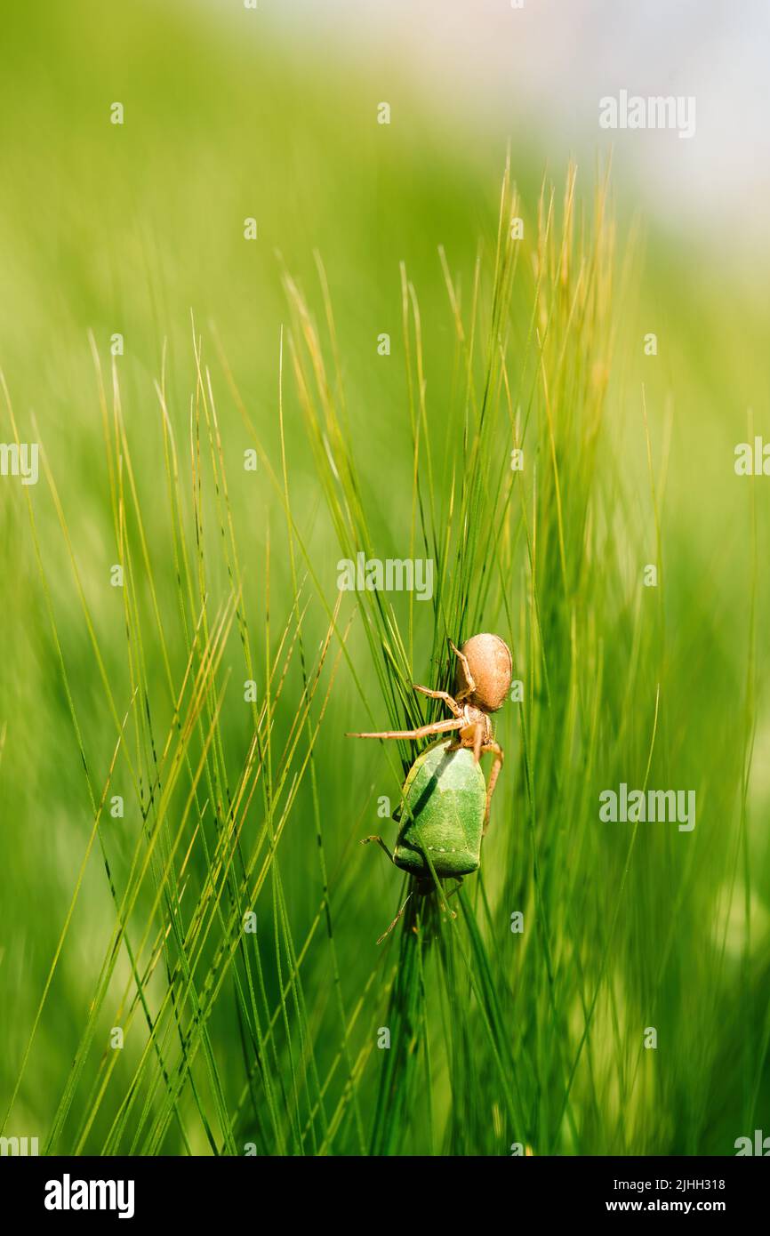 Laufende Krabbenspinne, die grünen Waldkäfer im Gerstenfeld tötet, selektiver Fokus Stockfoto