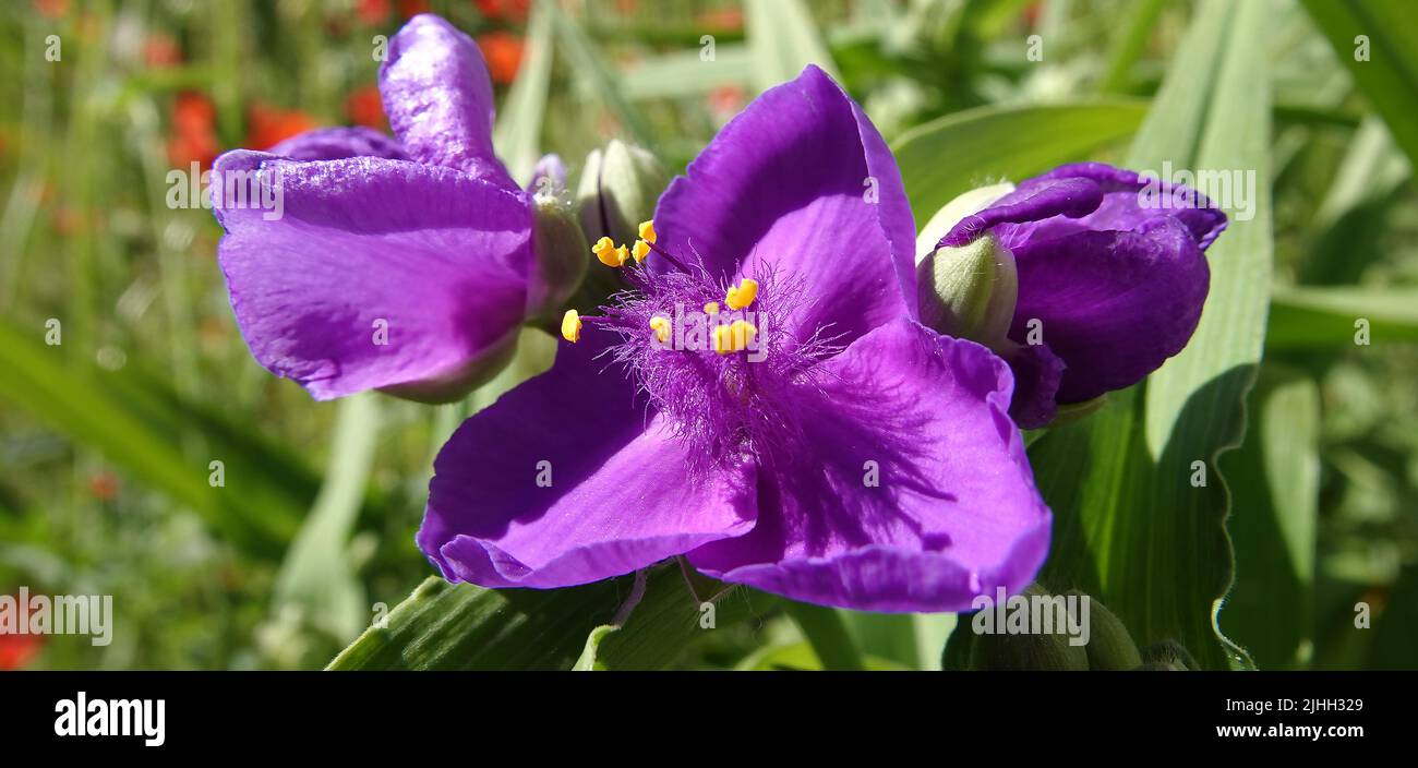 Blumen der Tradescantia virginiana close-up sehr zart und schön Stockfoto