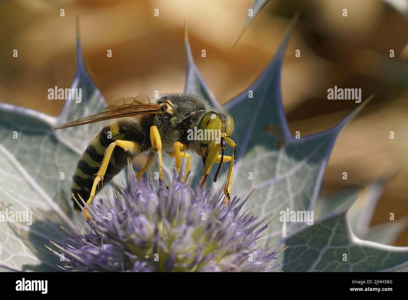 Nahaufnahme einer großen europäischen Sandwespe , Bembis rostrata trinkender Nektar aus einem blauen Meereseryngo, Eryngium maritimum, blüht an der Küste Stockfoto