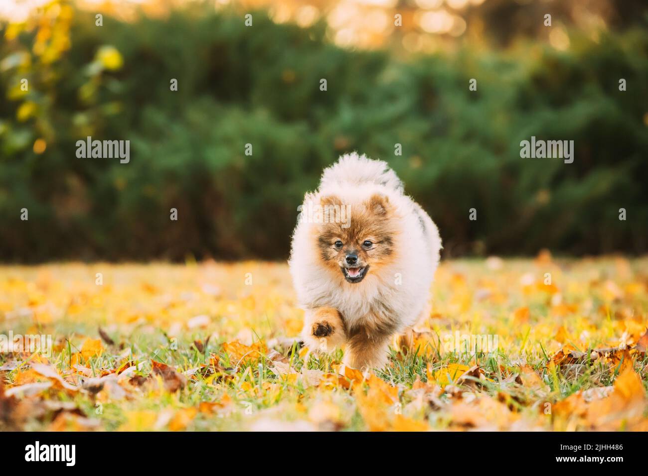 Lustige Junge Glücklich Red Puppy Pommern Spitz Welpen Hund Glücklich Spielen Laufen Im Freien Im Herbst Gras Stockfoto
