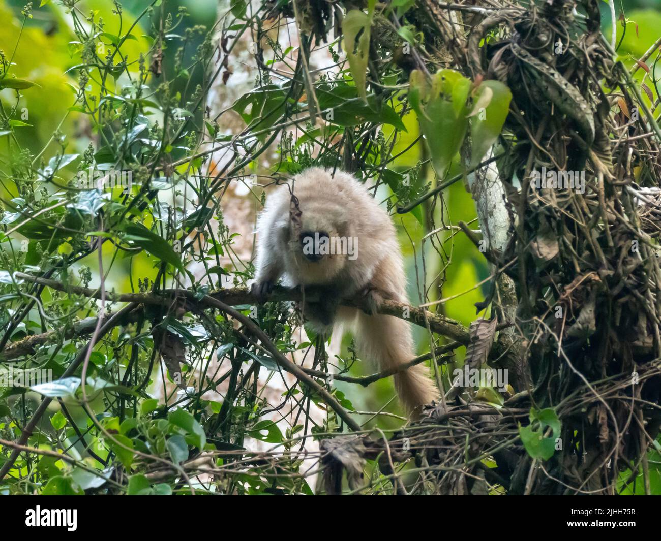 Rio Mayo Titi-Affe, Plecturocebus oenanthe, ein vom Aussterben bedrohter Primat, der endemisch im oberen Mayo-Fluss im Nordosten Perus ist Stockfoto