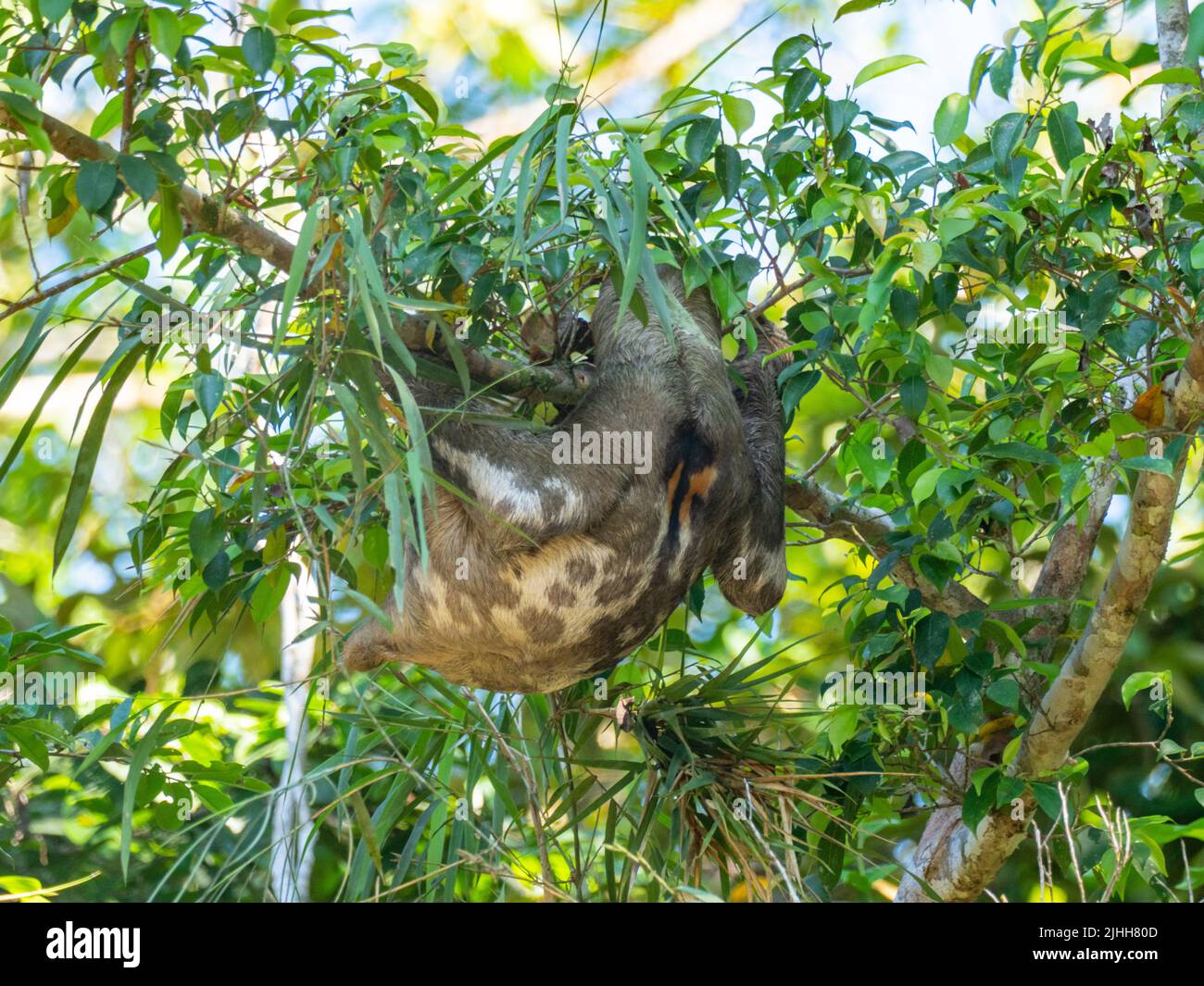 Braunkehliger Dreizehen-Faultier, Bradypus variegatus, hängt an einem Baum entlang des Amazonas-Flusses in Peru Stockfoto