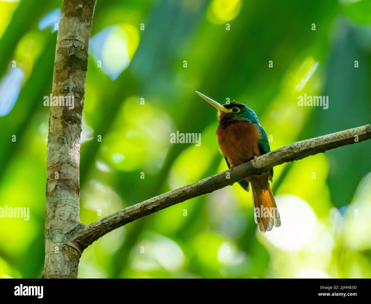 Yellow-billed Jacamar, Galbula albirostris, ein Vogel im Regenwald des Amazonas in Peru Stockfoto