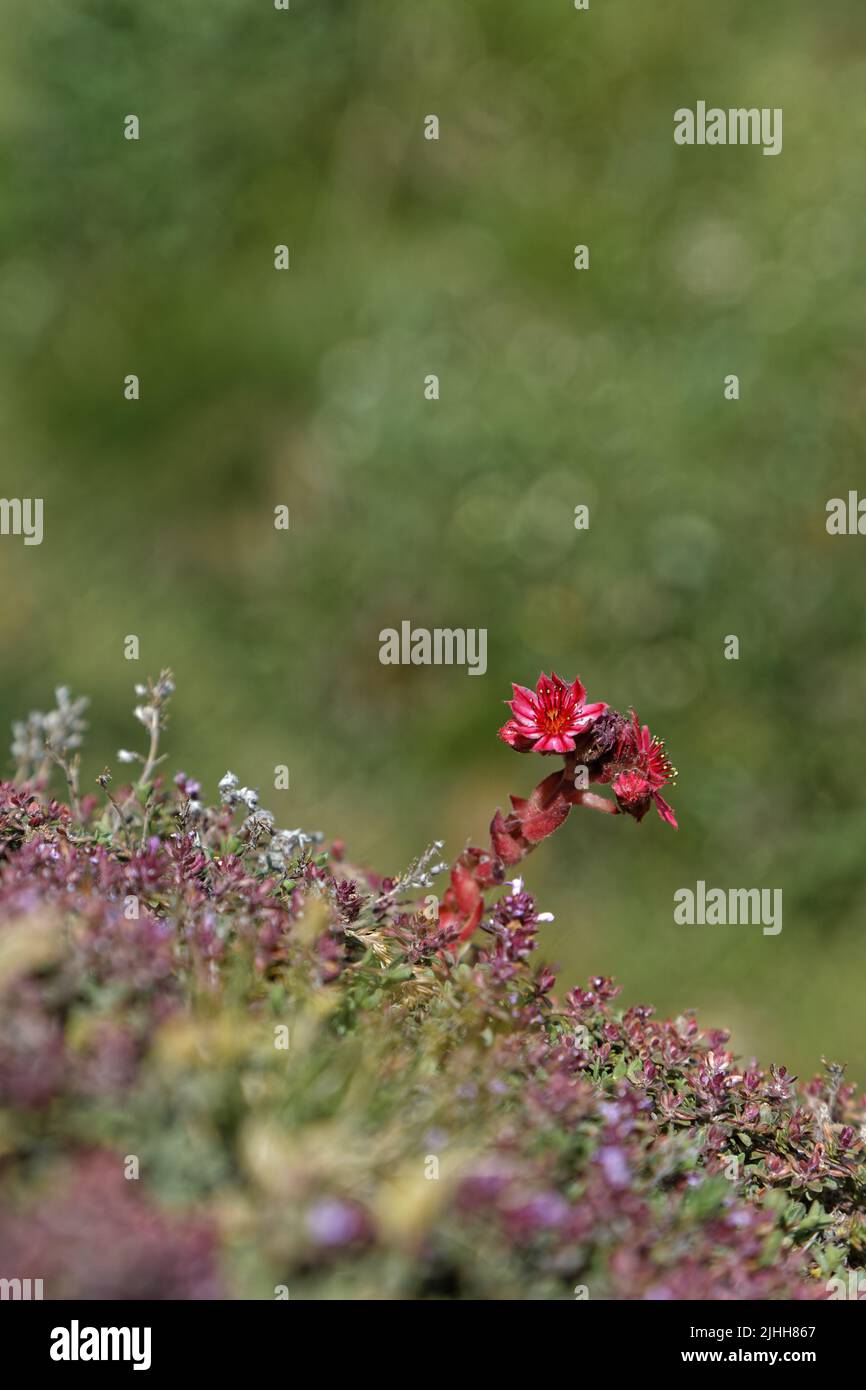 Sempervivum arachnoideum, der Spinnennetz-Hauslauch, eine blühende Pflanze aus der Familie der Crassulaceae, die in den europäischen Bergen in den Alpen beheimatet ist Stockfoto