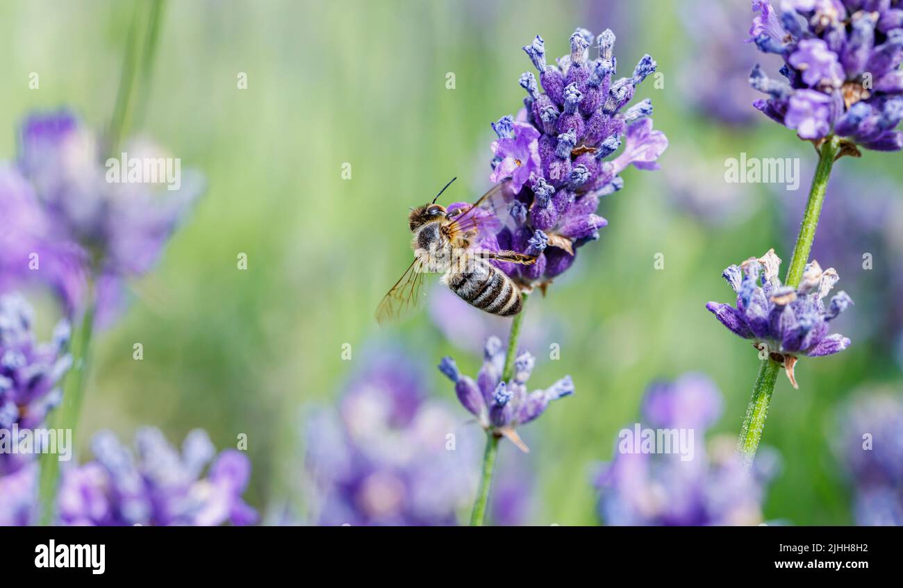 Nahaufnahme einer europäischen oder westlichen Honigbiene (APIs mellifera), die im Sommer in Surrey, Großbritannien, auf der Nahrungssuche nach purpurem englischen Lavendel (Lavandula angustifolia) ist Stockfoto
