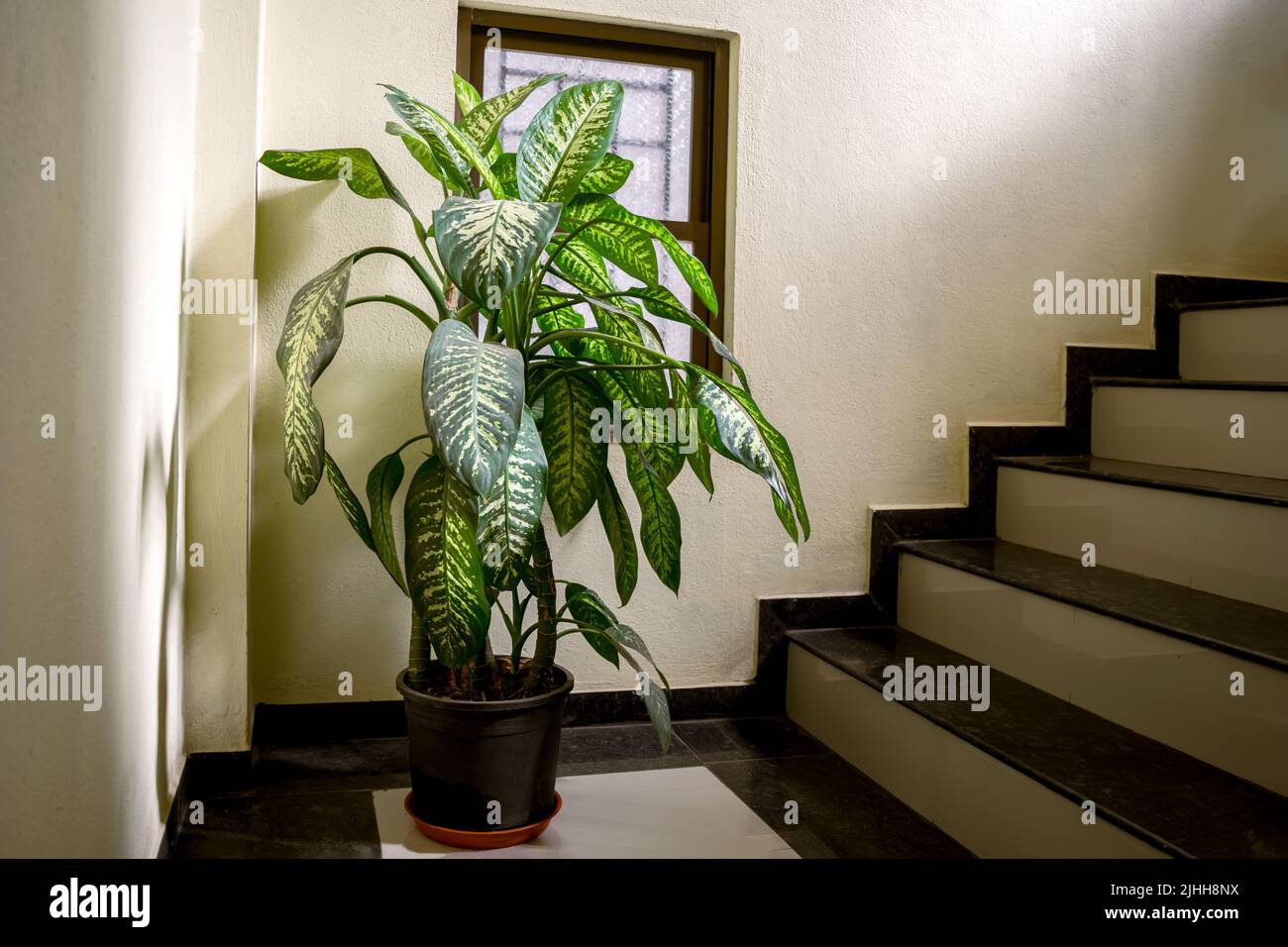 Dieffenbachia Pflanze im Topf mit grünen und weißen Flecken auf den Blättern, die an der Treppe platziert sind. Dieffenbachia, allgemein bekannt als dummer Stock oder Leopardenlilie. Stockfoto