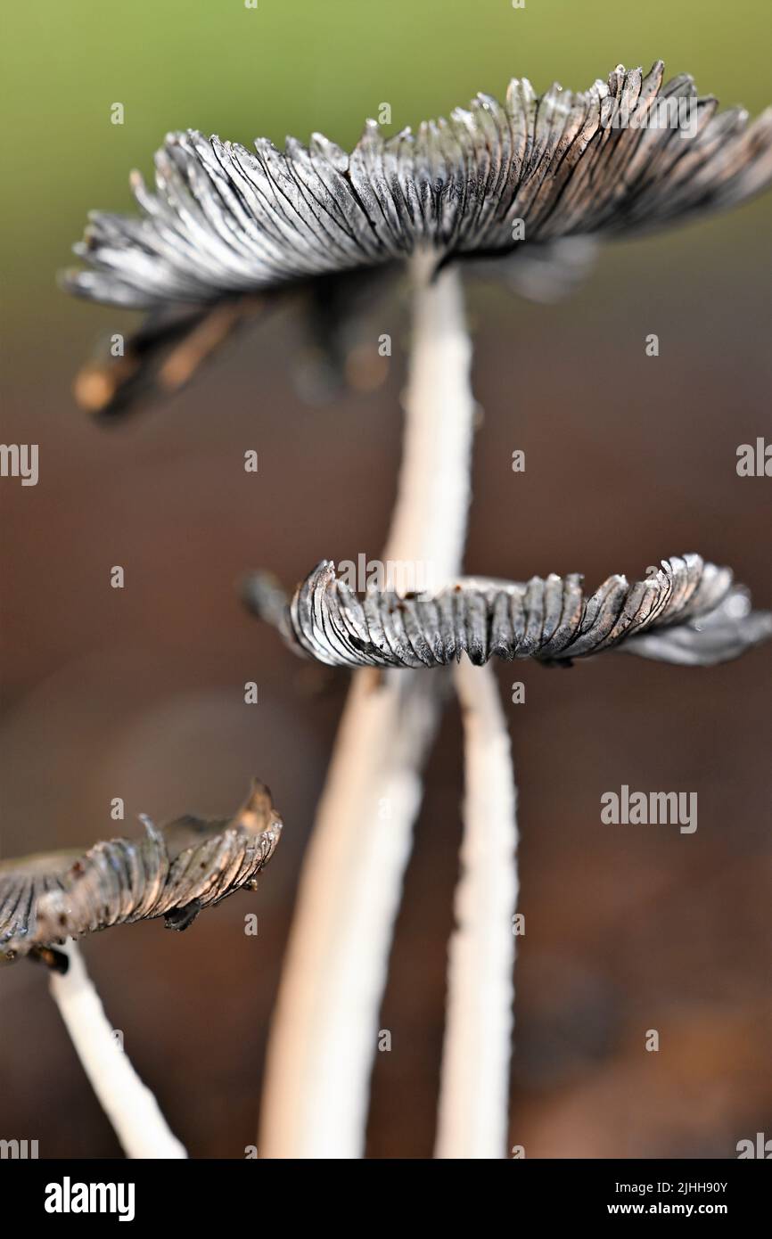 Drei winzige Pilze nach dem Regen Stockfoto