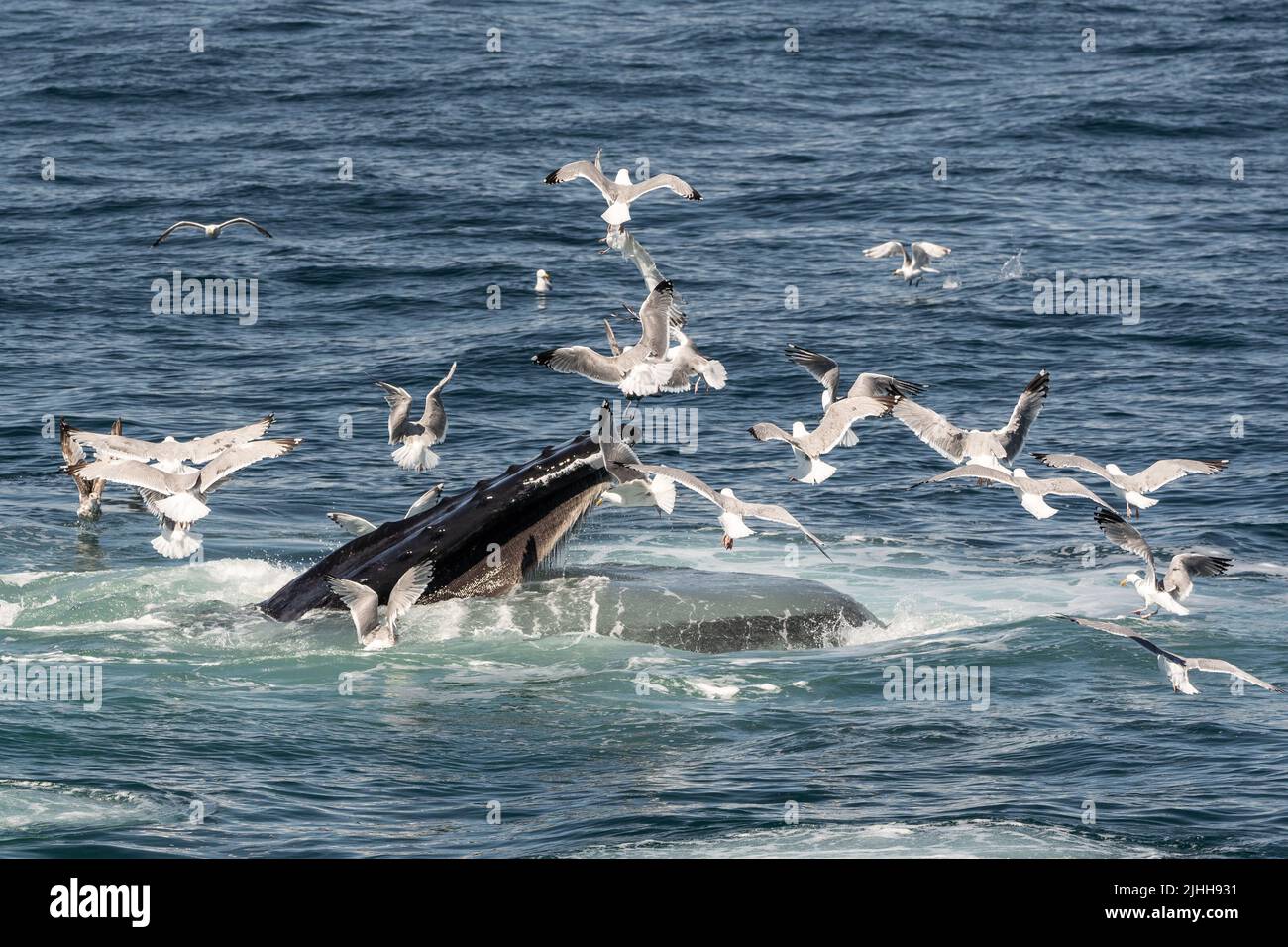 Buckelwale (Megaptera novaeangliae) ernähren sich von einem Blasennetz in der Nähe eines Whale Watching Bootes vor der Küste von Cape Cod Stockfoto