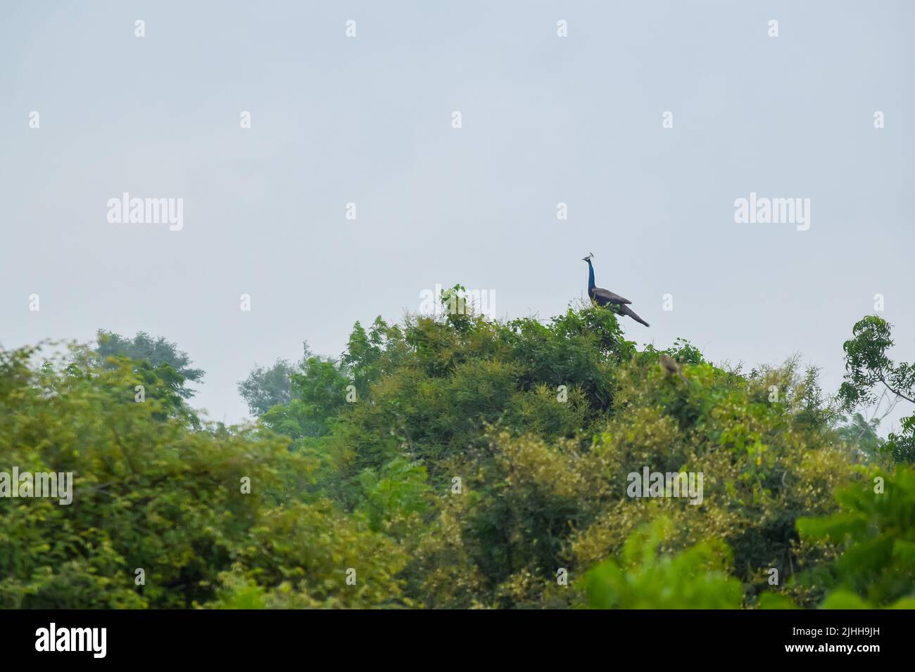 Indian Pfau auf der Spitze des Baumes. Selektiver Fokus verwendet. Stockfoto