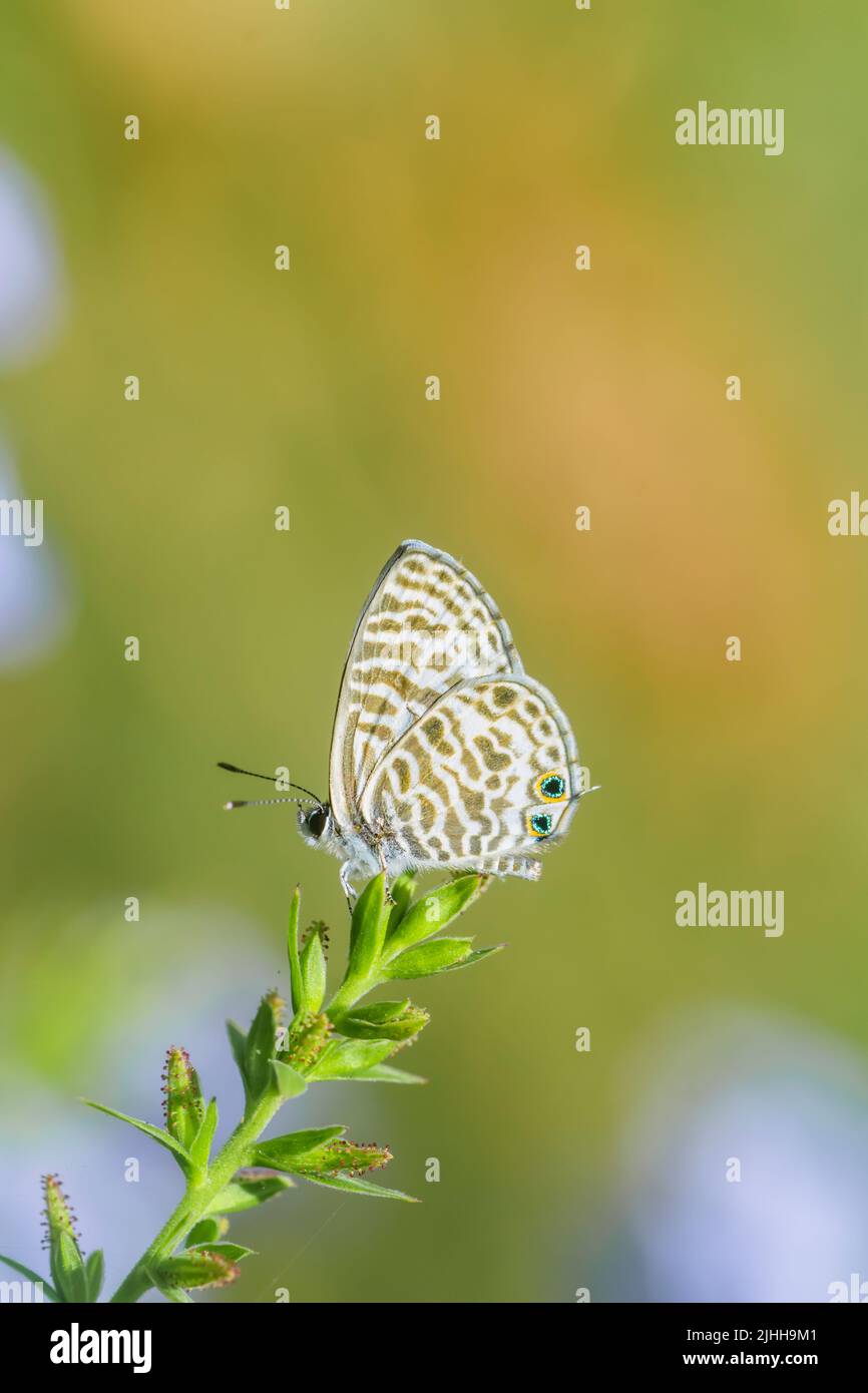 Kurzschwanzblauer Schmetterling auf der Pflanze. Selektiver Fokus verwendet. Stockfoto